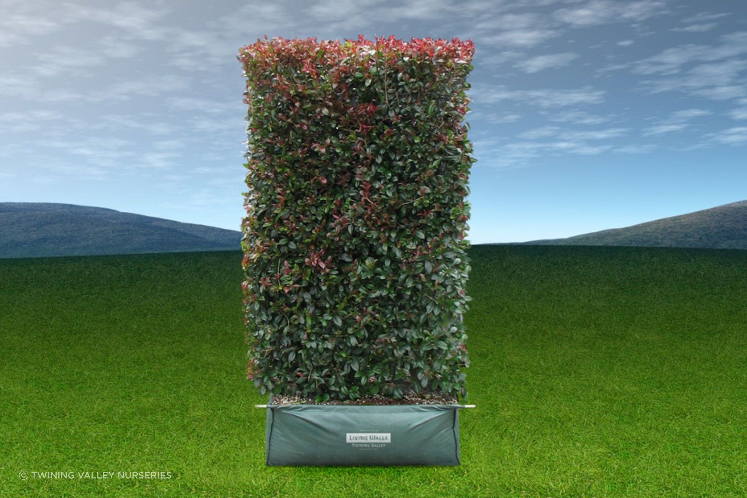 Living Screen™ – tall-growing instant hedge range