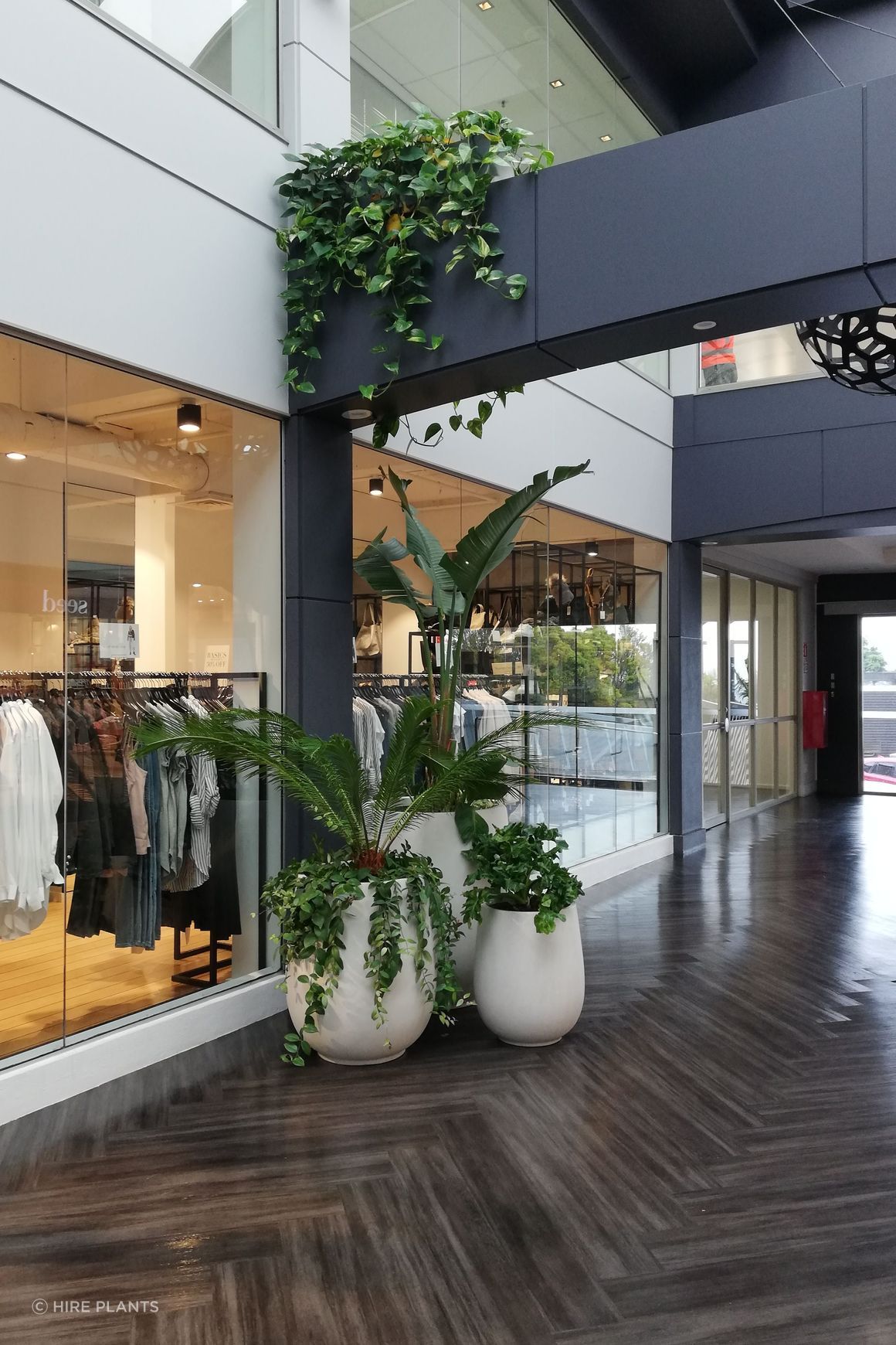 Indoor Plant Hire | Hire Plants