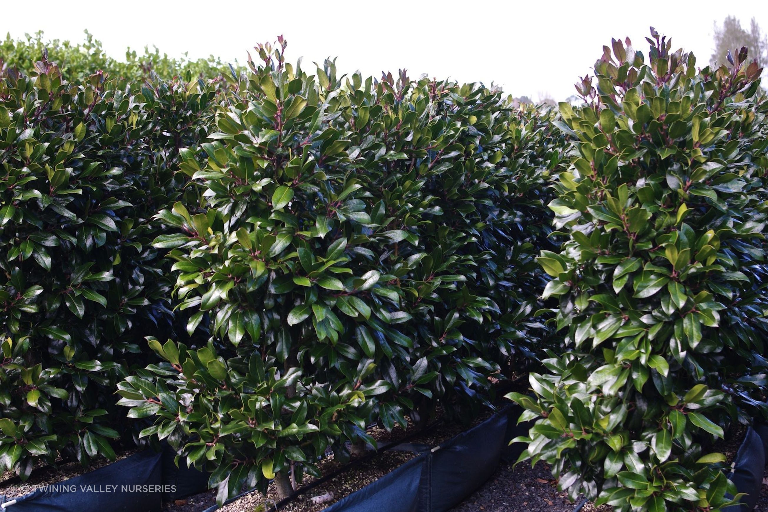 Living Screen™ – tall-growing instant hedge range