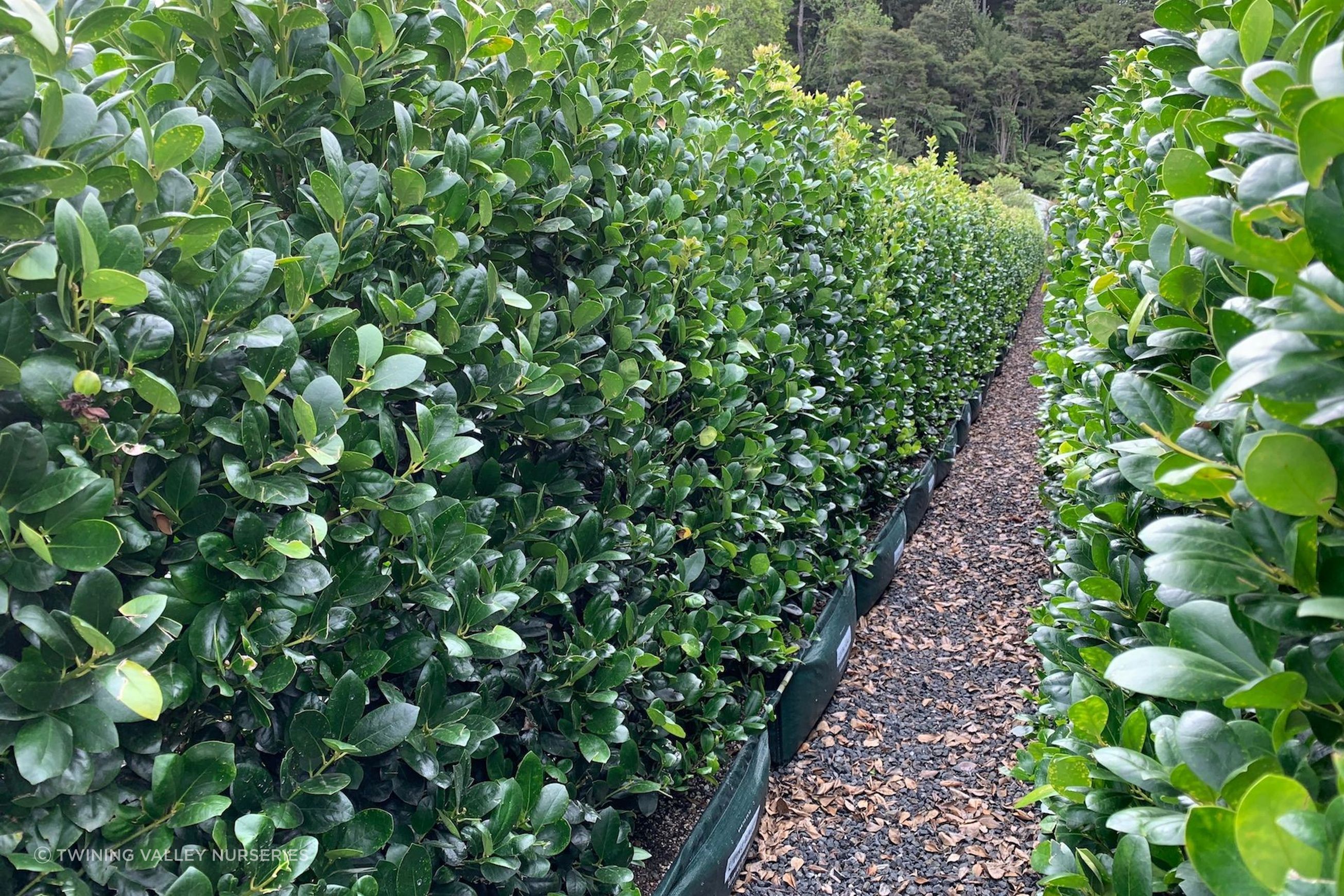 Living Screen™ – tall-growing instant hedge range