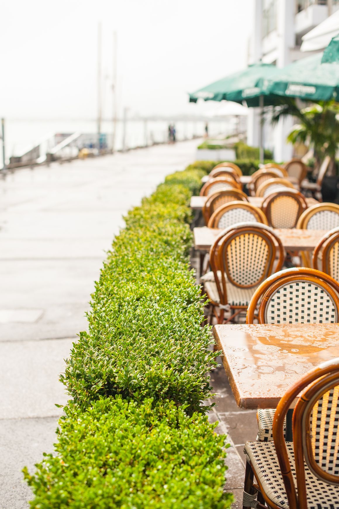 Outdoor Plant Hire | Hire Plants