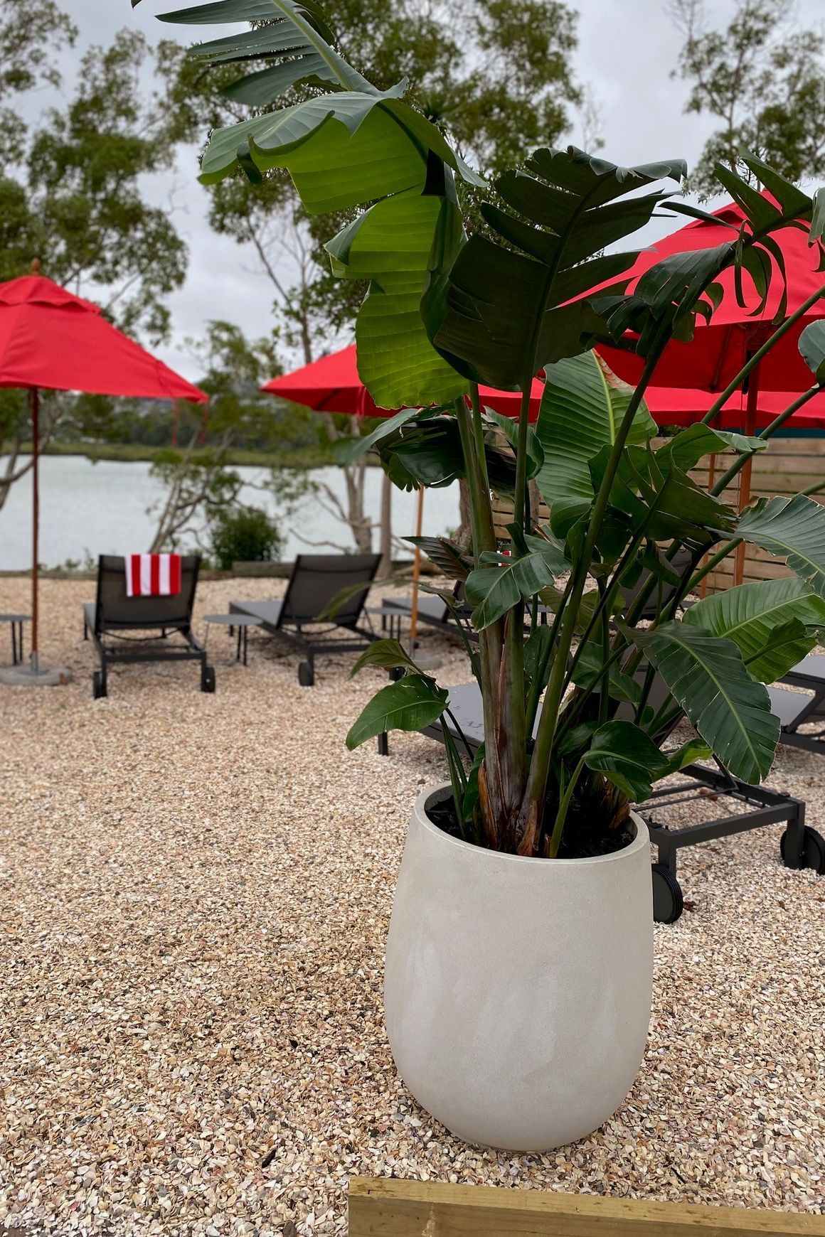 Outdoor Plant Hire | Hire Plants