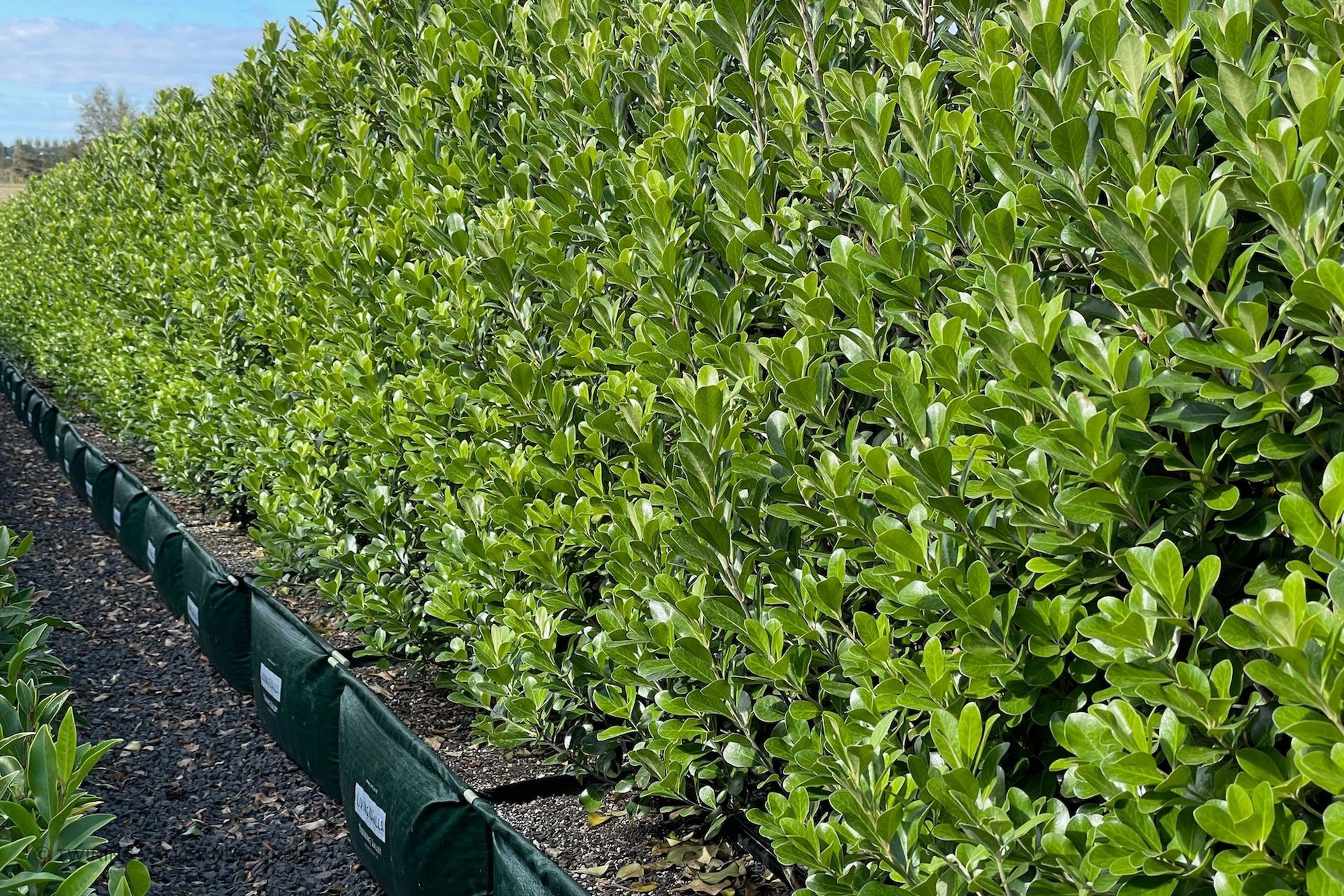 Living Screen™ – tall-growing instant hedge range