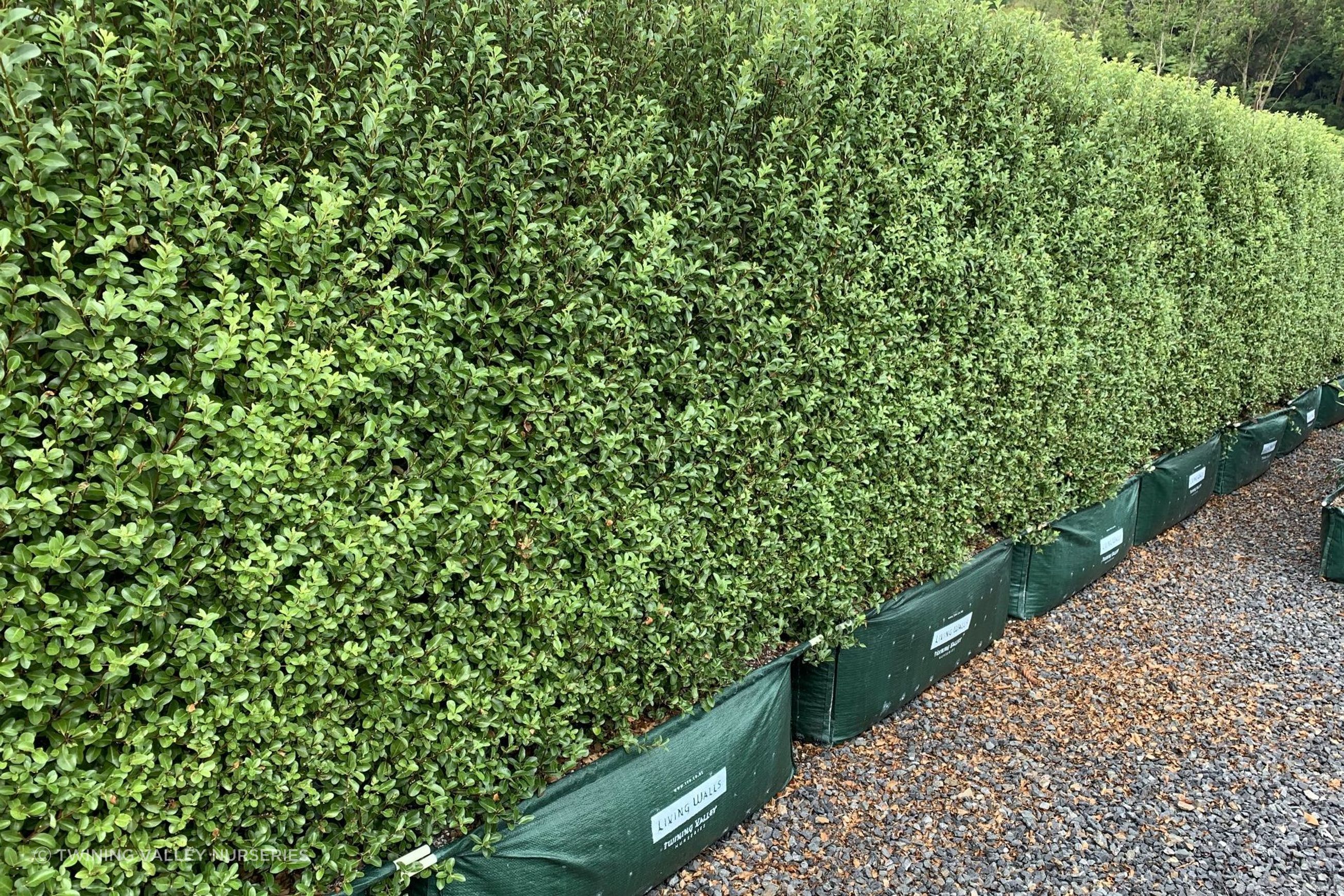 Living Screen™ – tall-growing instant hedge range
