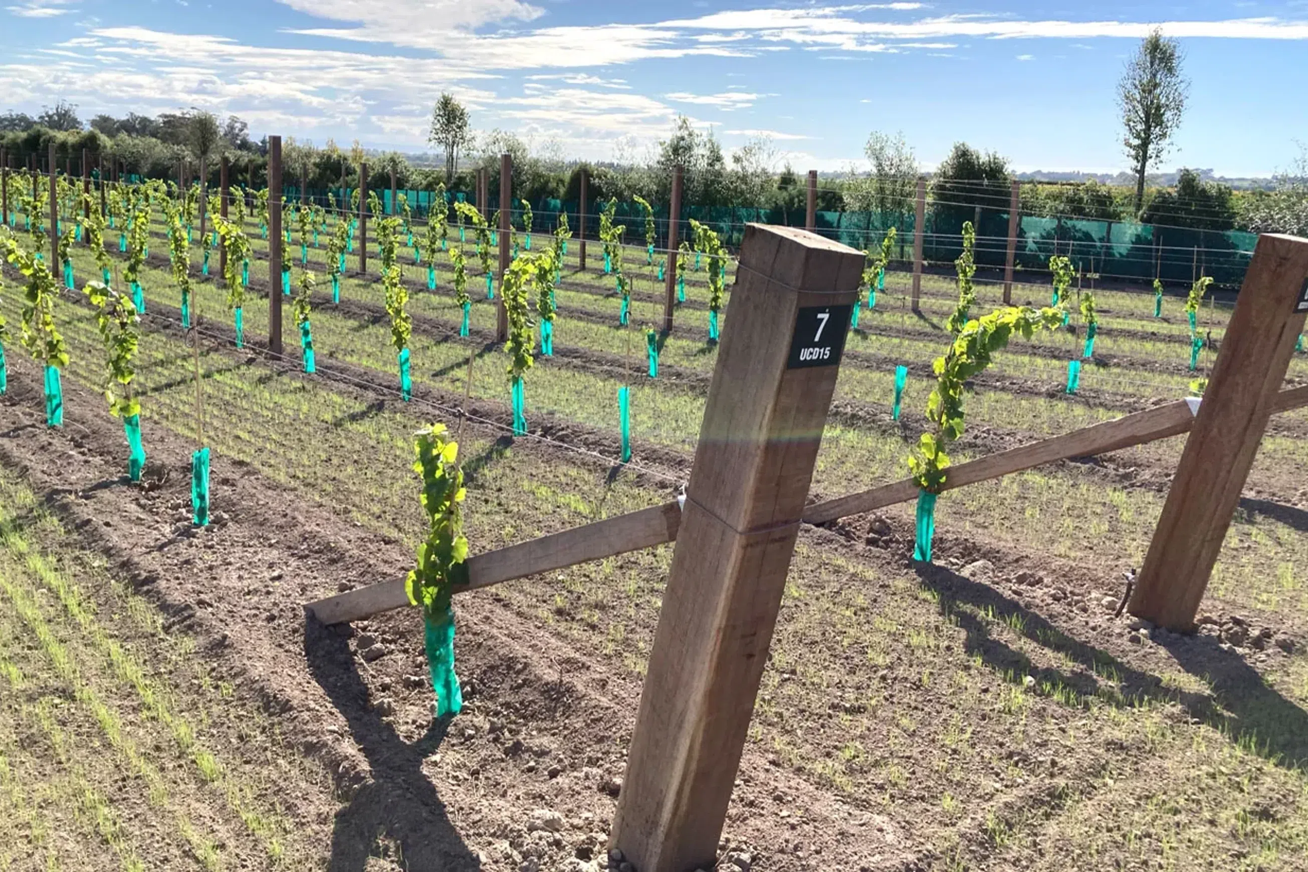 Vineyard Hardwood