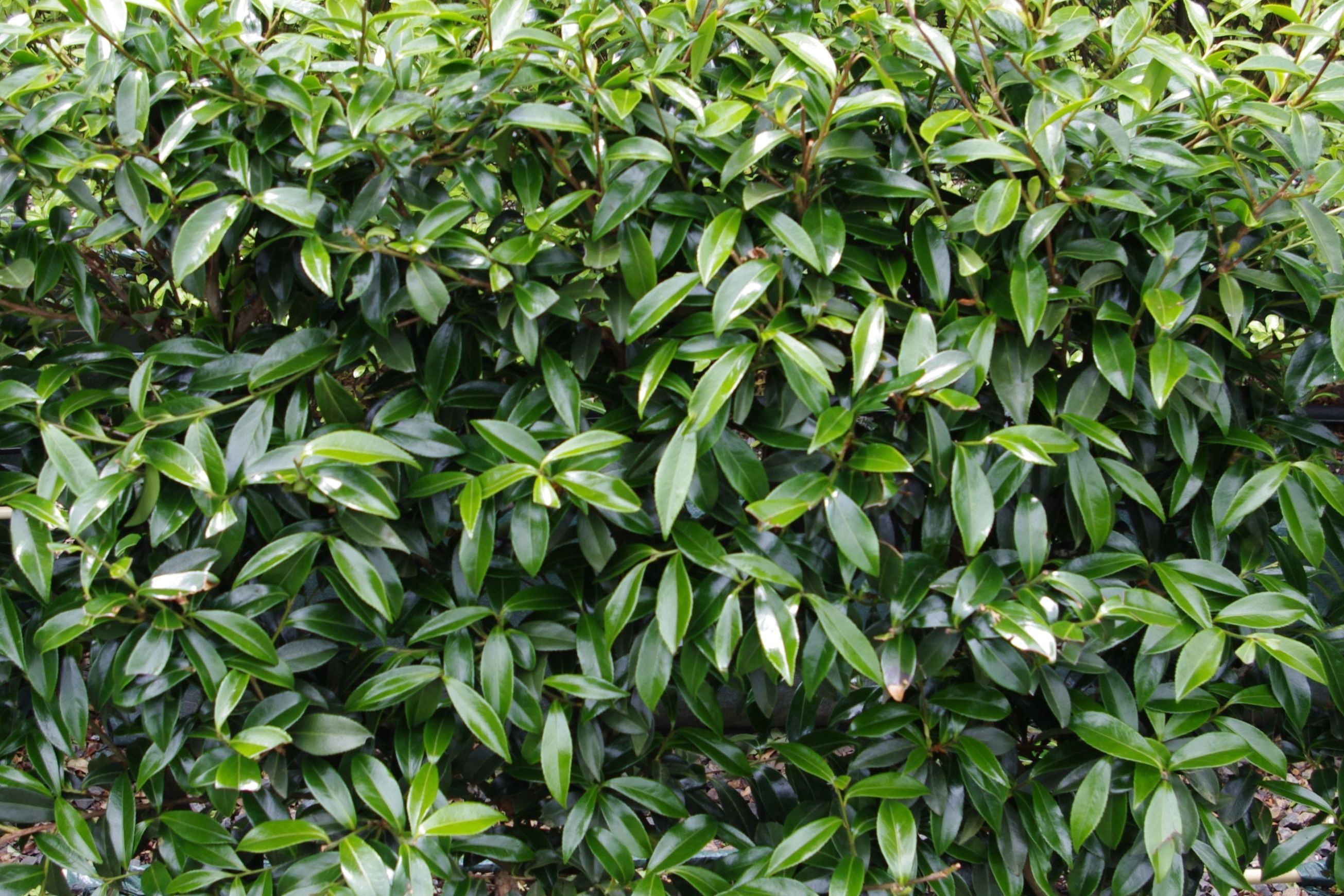 Camellia ‘Paradise Pearl’ instant hedge