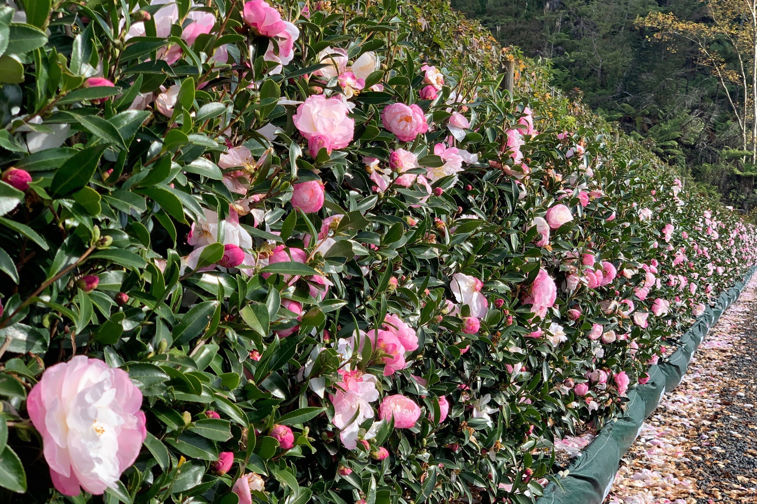 Camellia ‘Paradise Pearl’ instant hedge