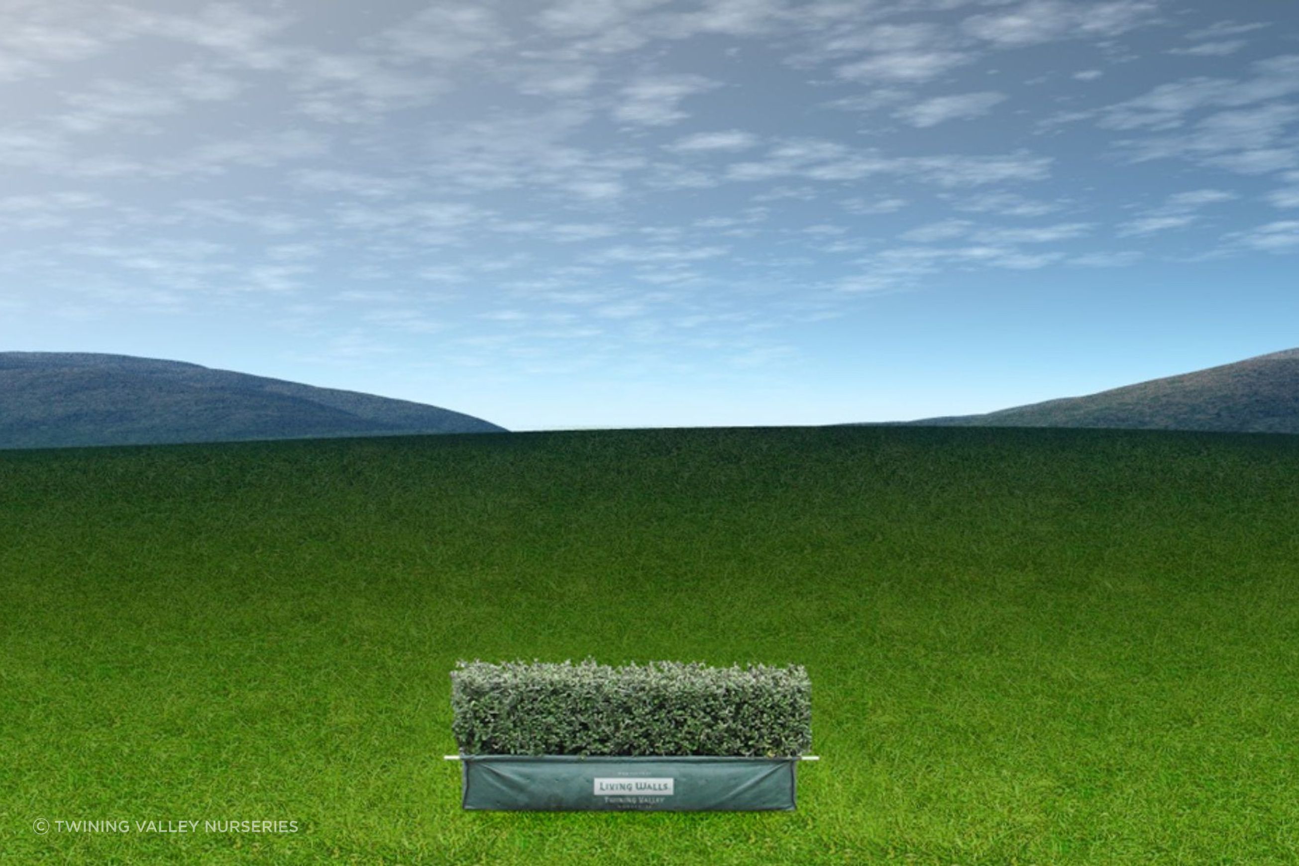 Living Edge™ – low-growing instant hedge range