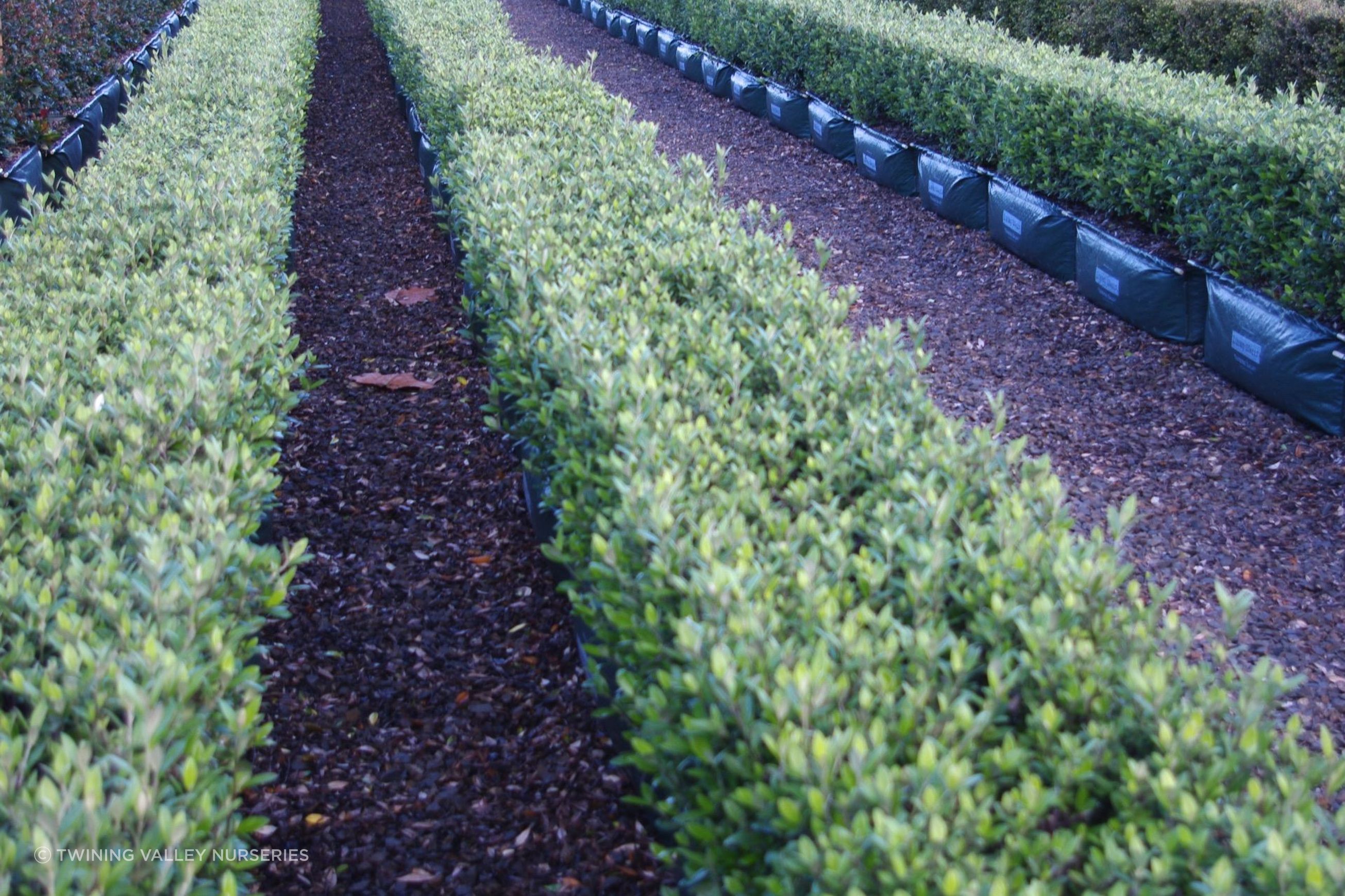 Living Edge™ – low-growing instant hedge range