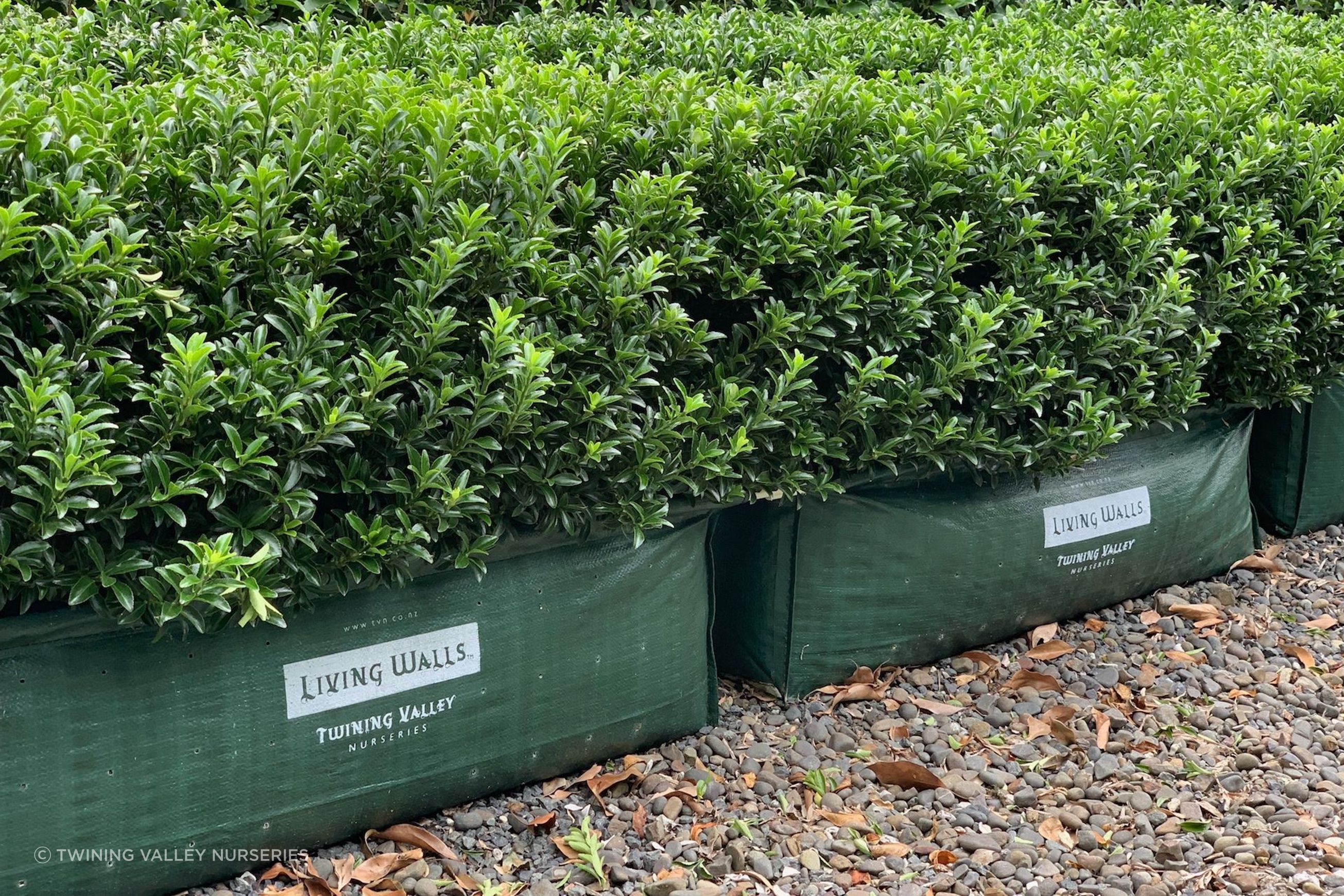 Living Edge™ – low-growing instant hedge range