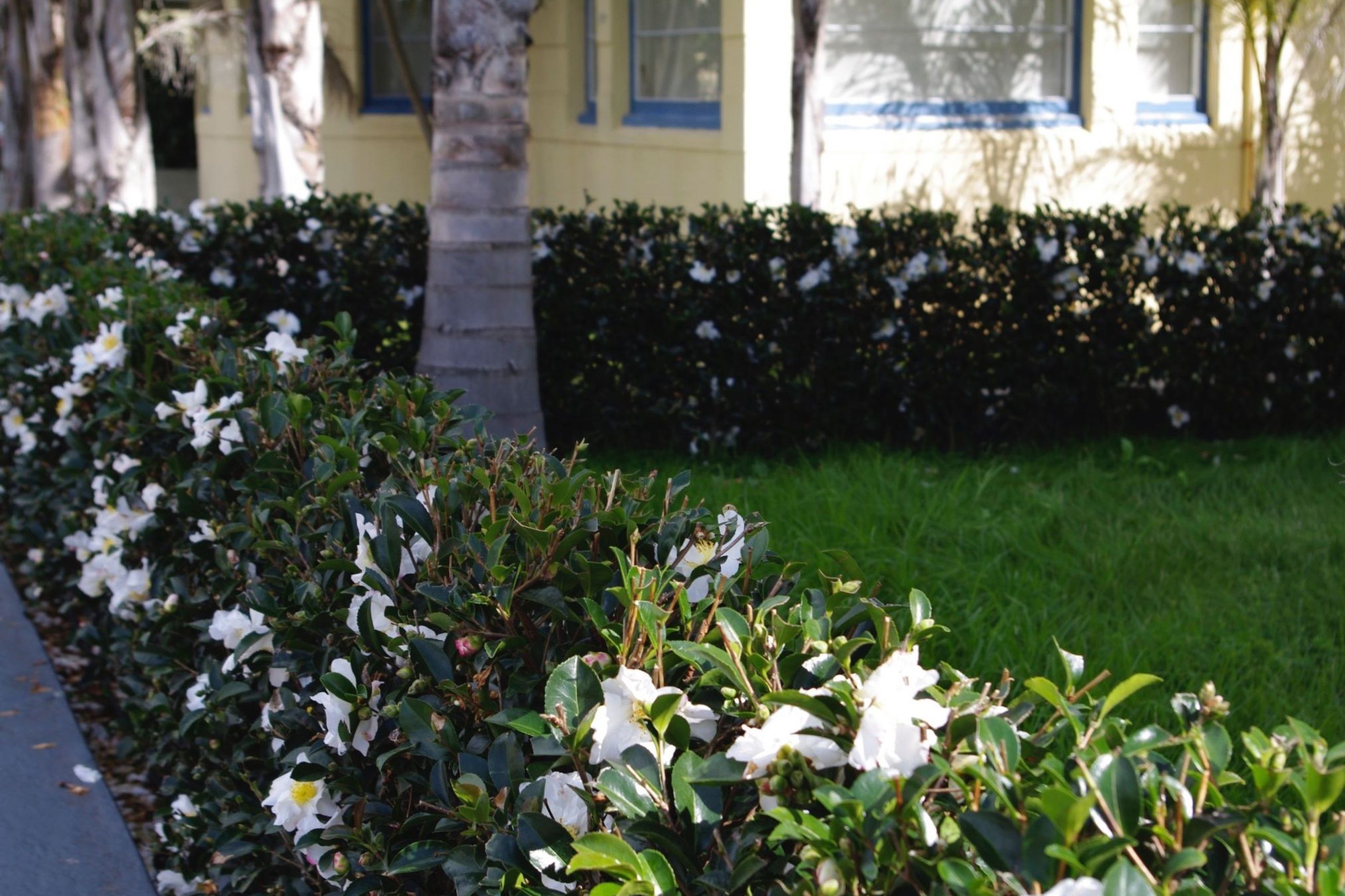 Camellia ‘Setsugekka’ instant hedge