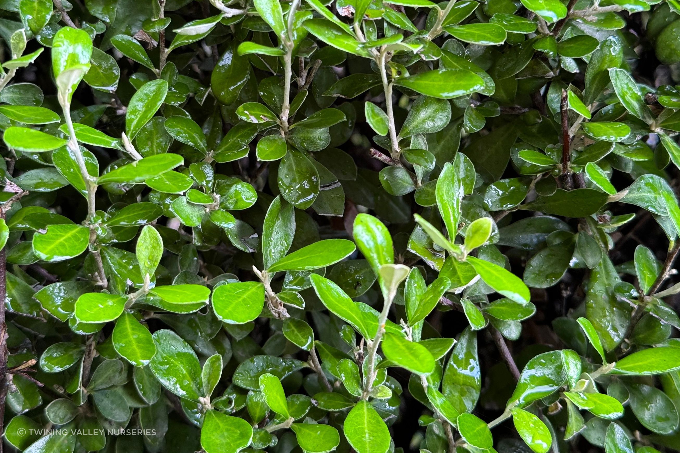 Corokia 'Clover' (PVR) instant hedge - mid-height