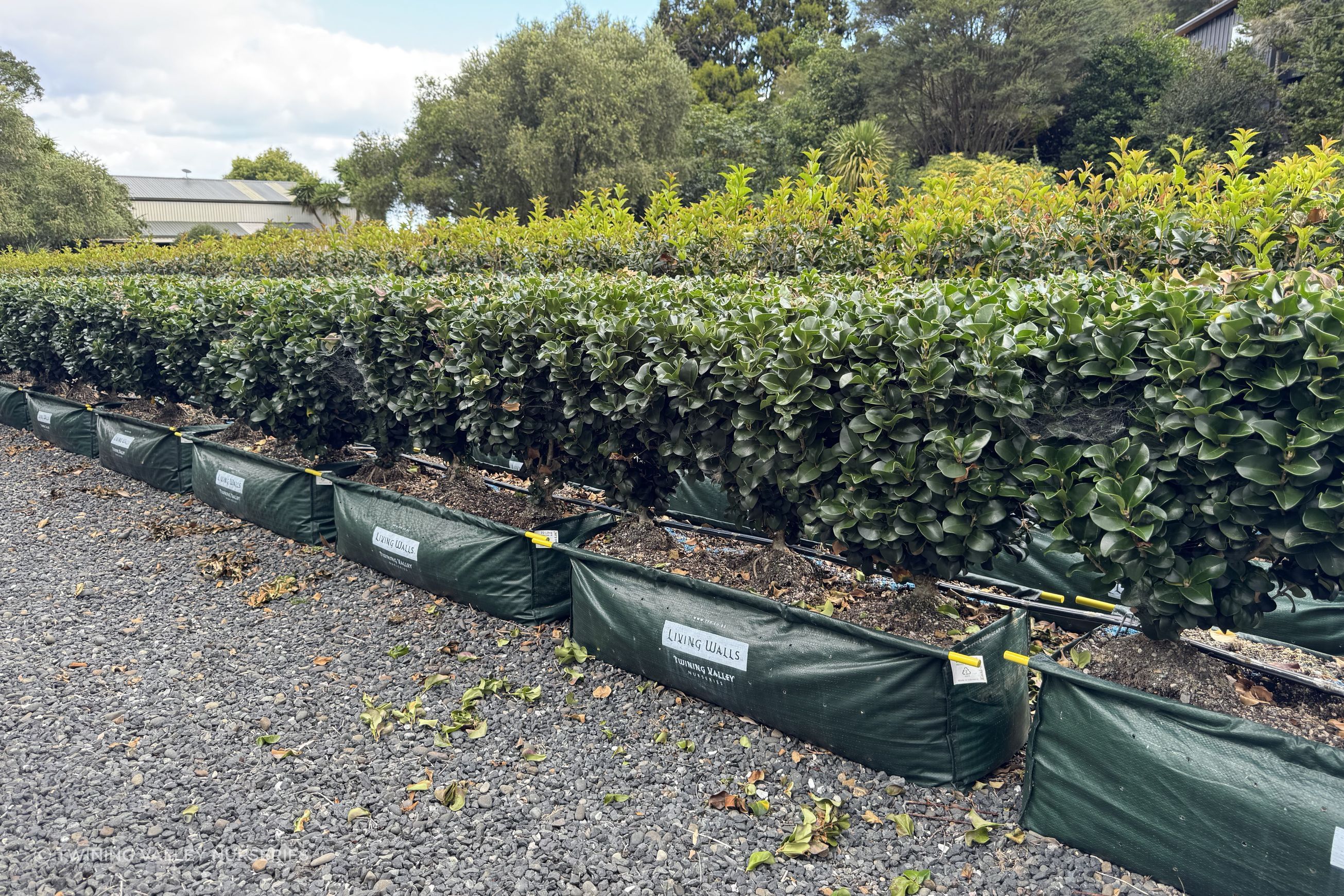 Ligustrum ‘Rotundifolium’ instant hedge