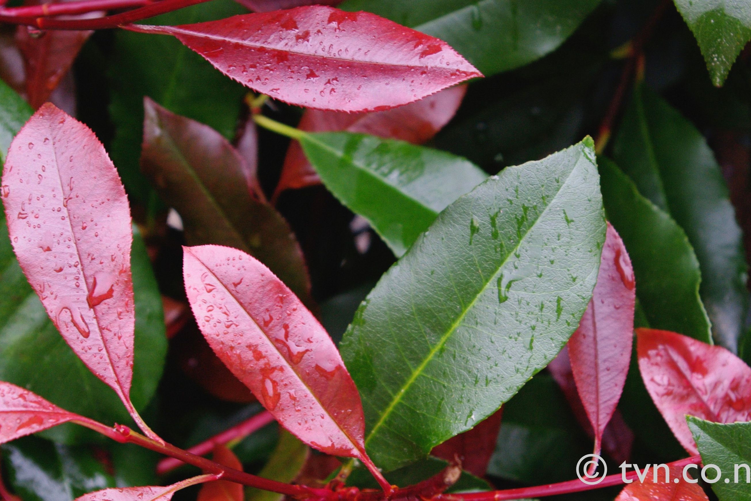 Photinia ‘Red Robin’ instant hedge