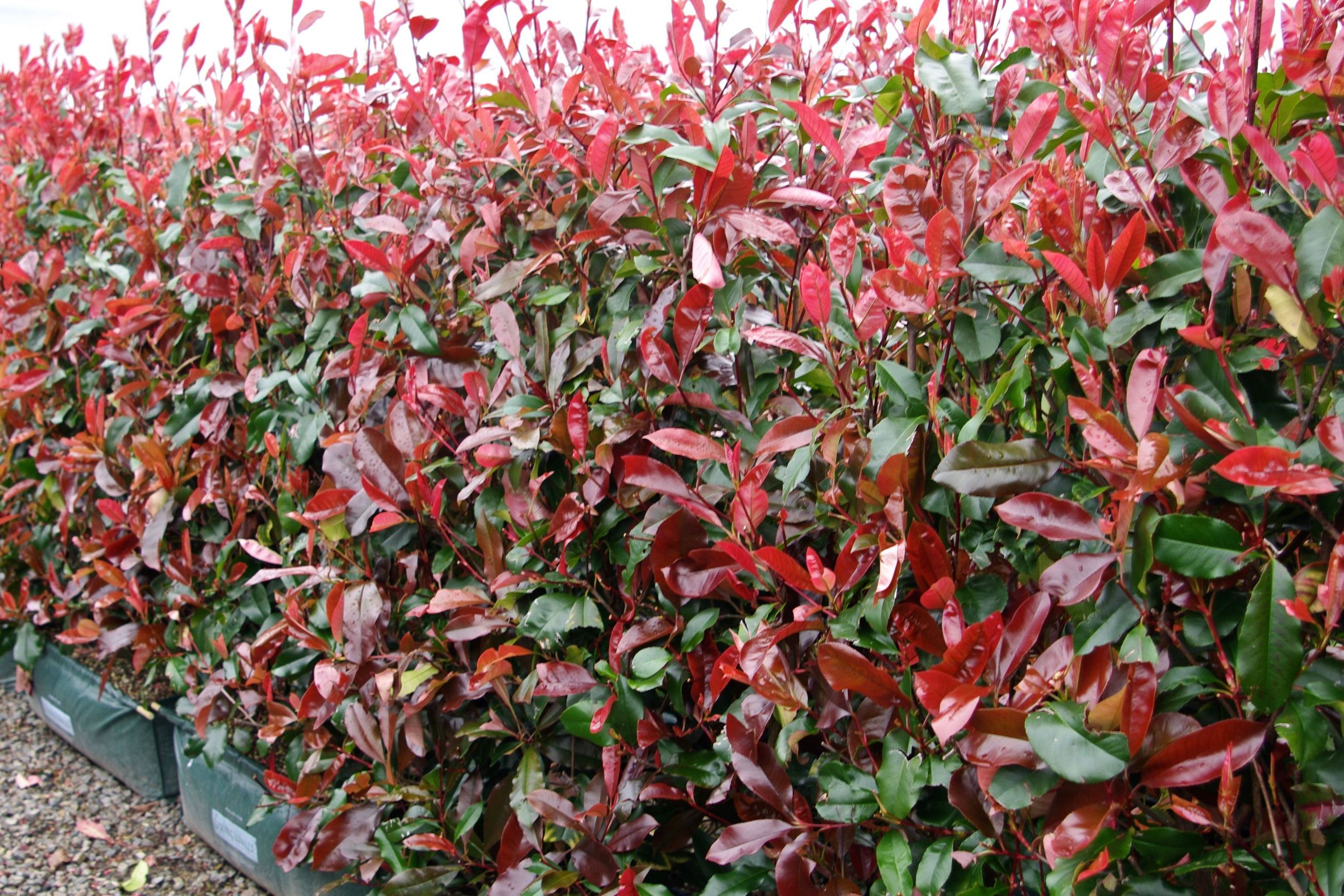 Photinia ‘Red Robin’ instant hedge