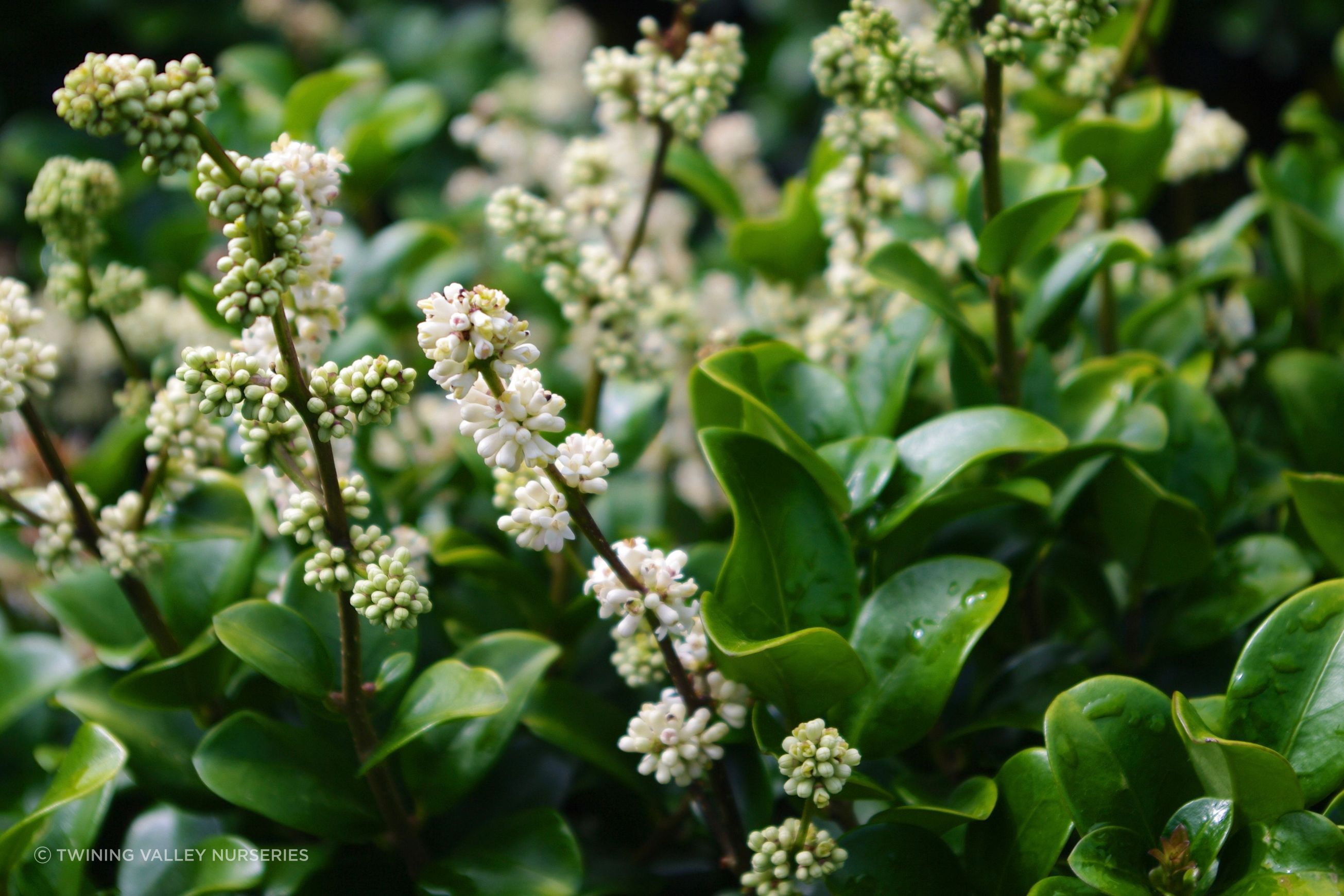 Ligustrum ‘Rotundifolium’ instant hedge