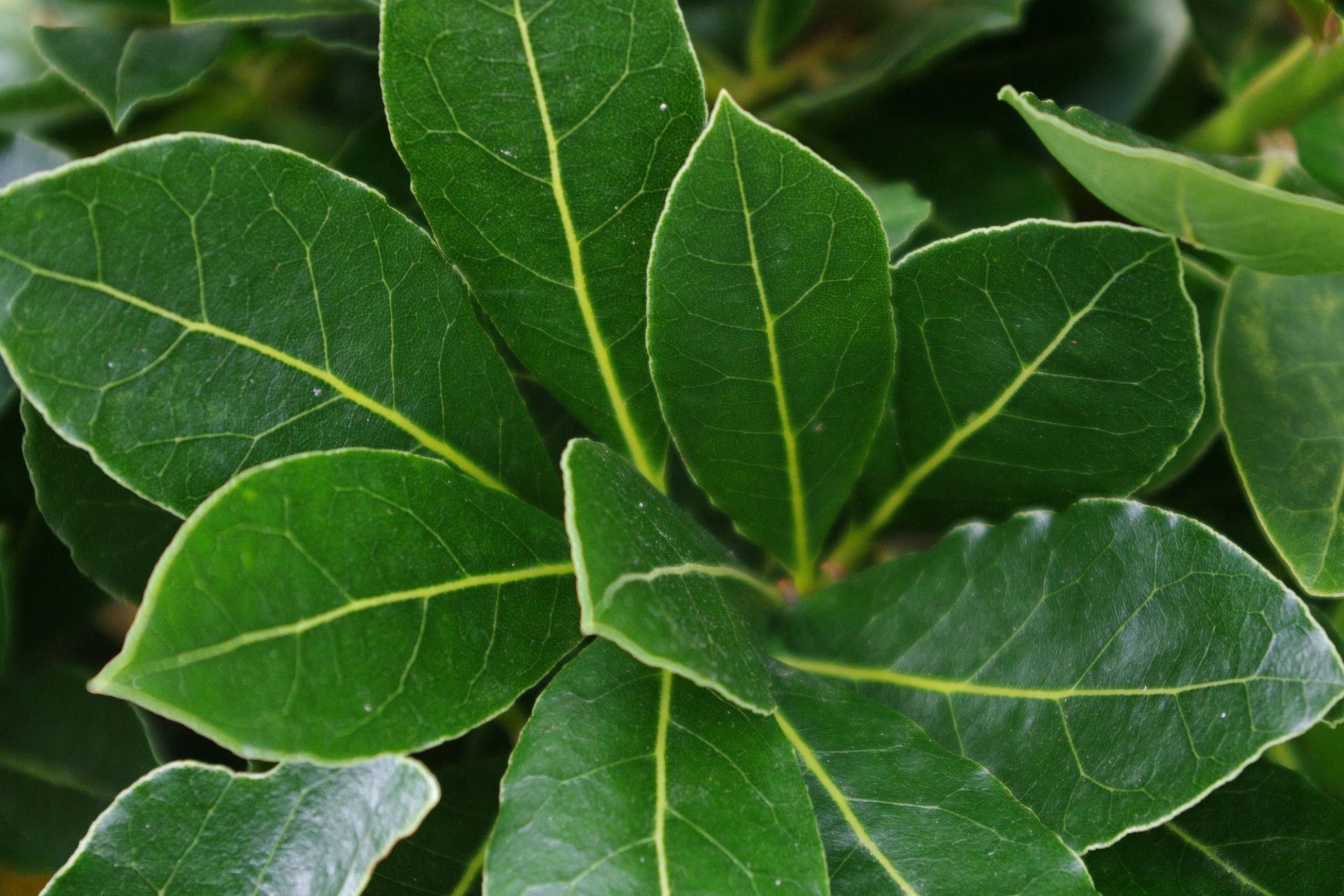 Laurus nobilis ‘Pride of Provence’ PVR instant hedge