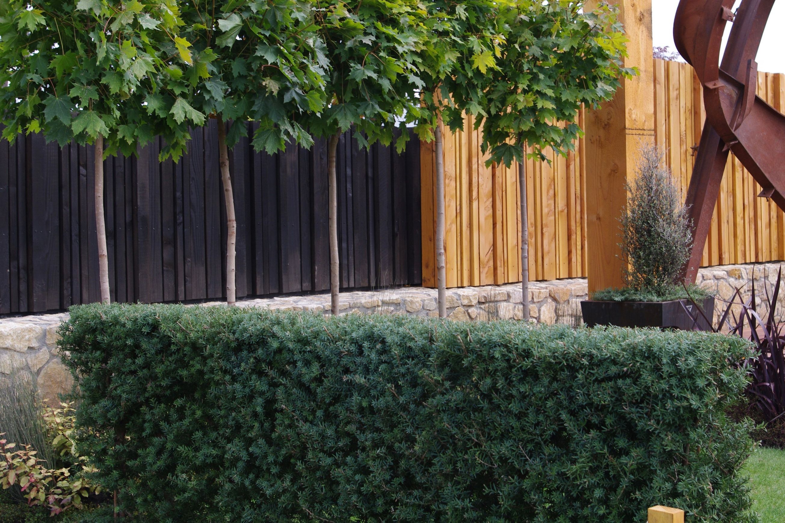 Podocarpus ‘Matapouri Blue’ instant hedge (Blue Totara)