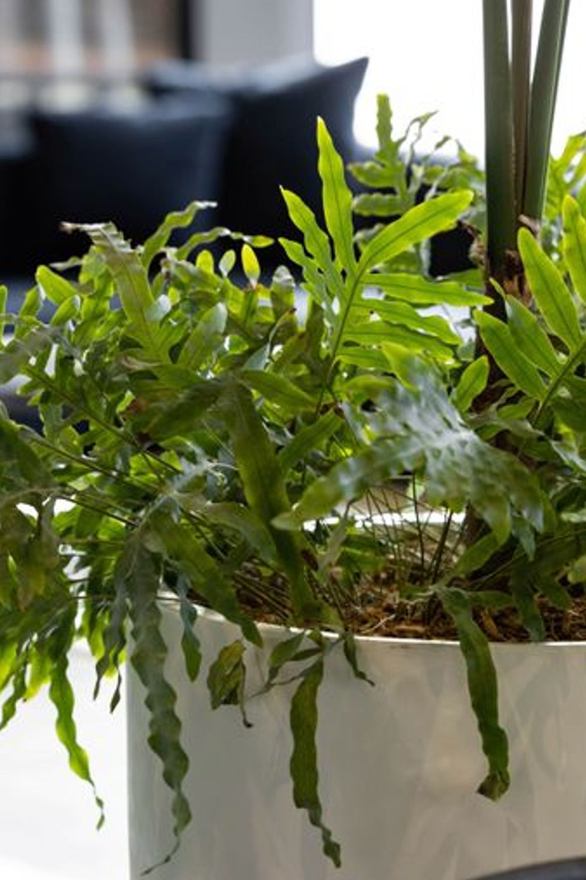 Floor Standing Planters | GreenAir
