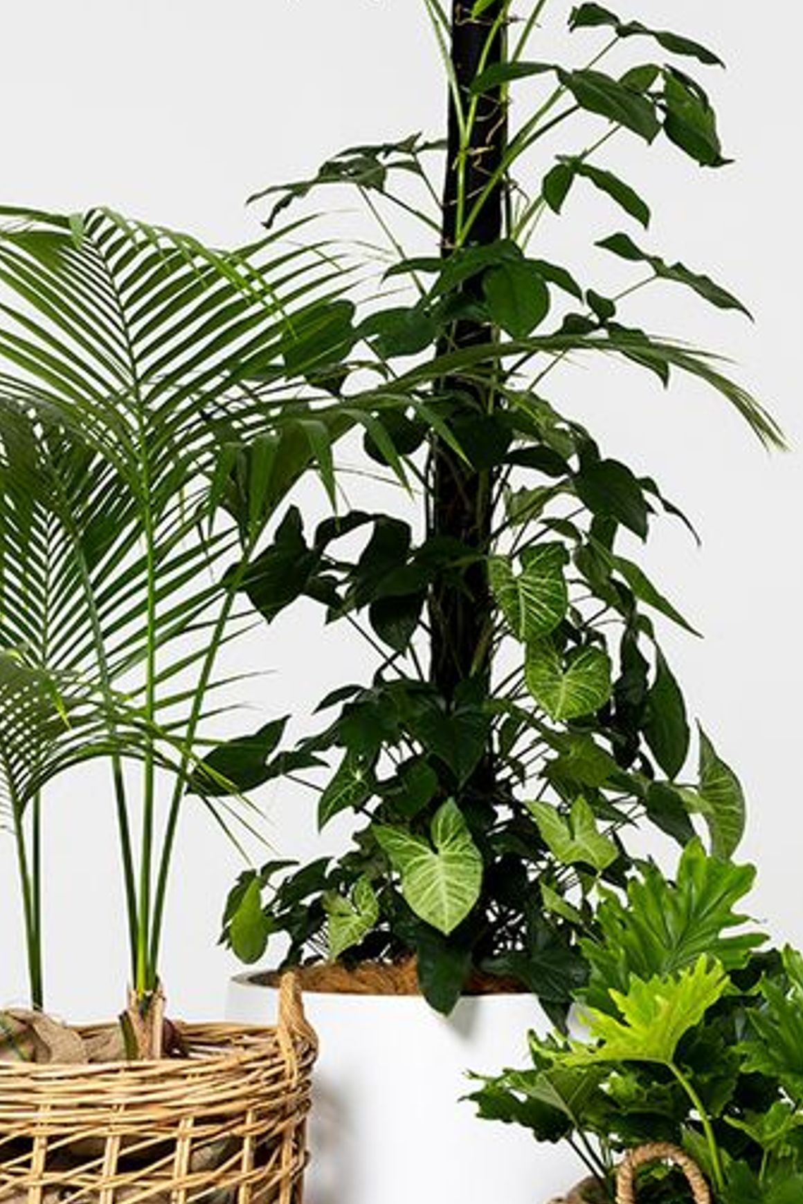 Event Plant Hire | GreenAir