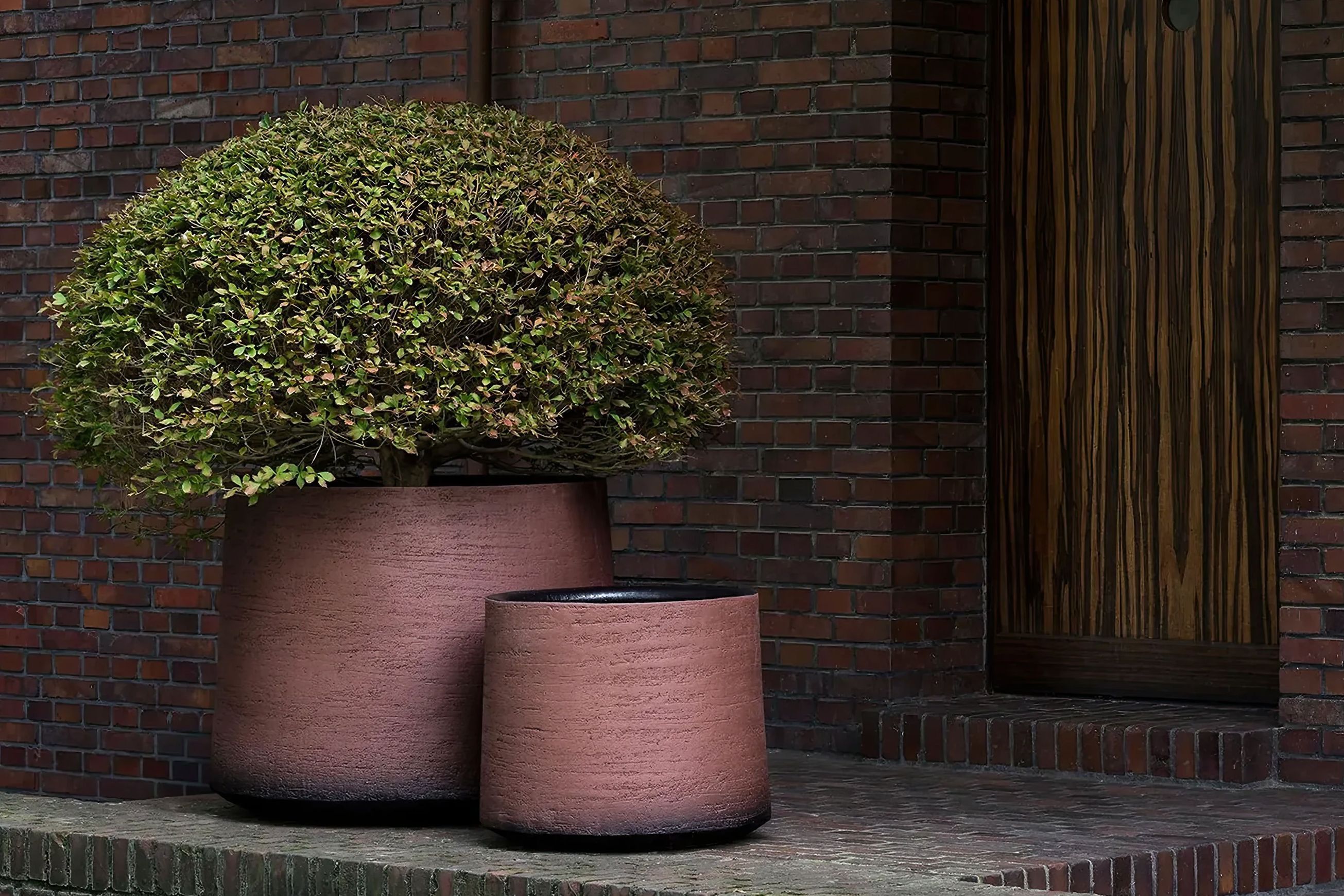 Havana Planter