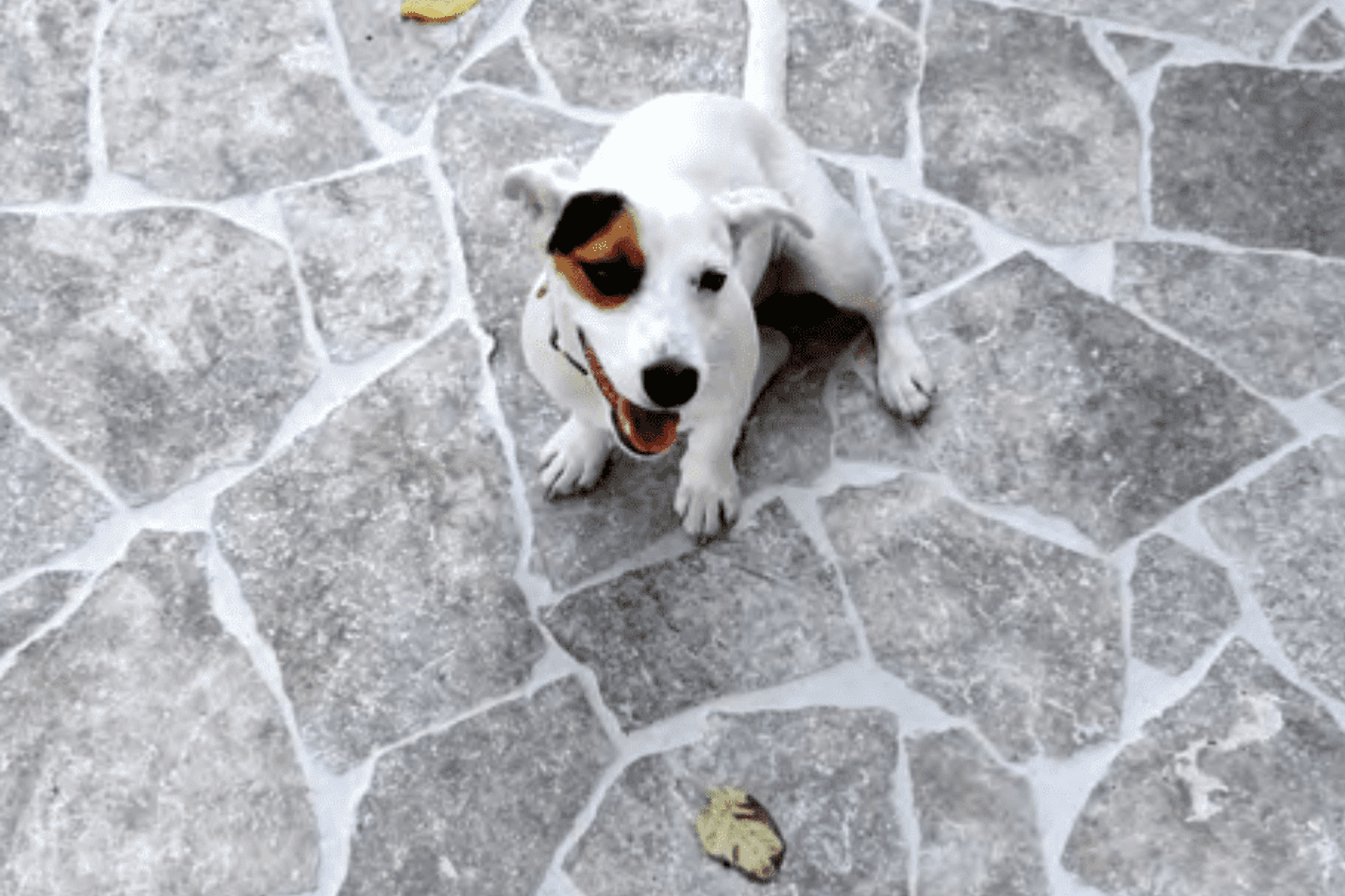 Silver Travertine Crazy Paving