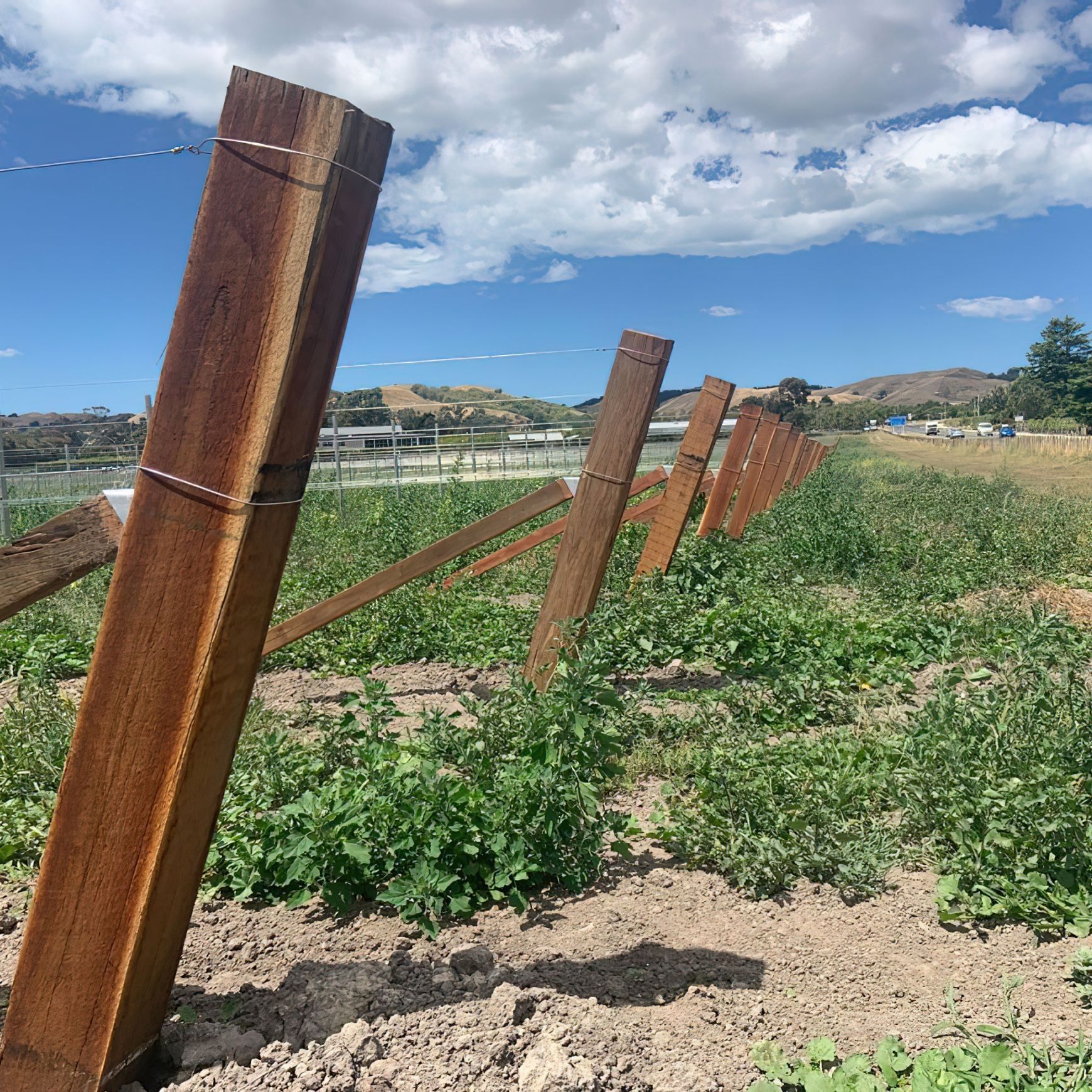Vineyard Hardwood