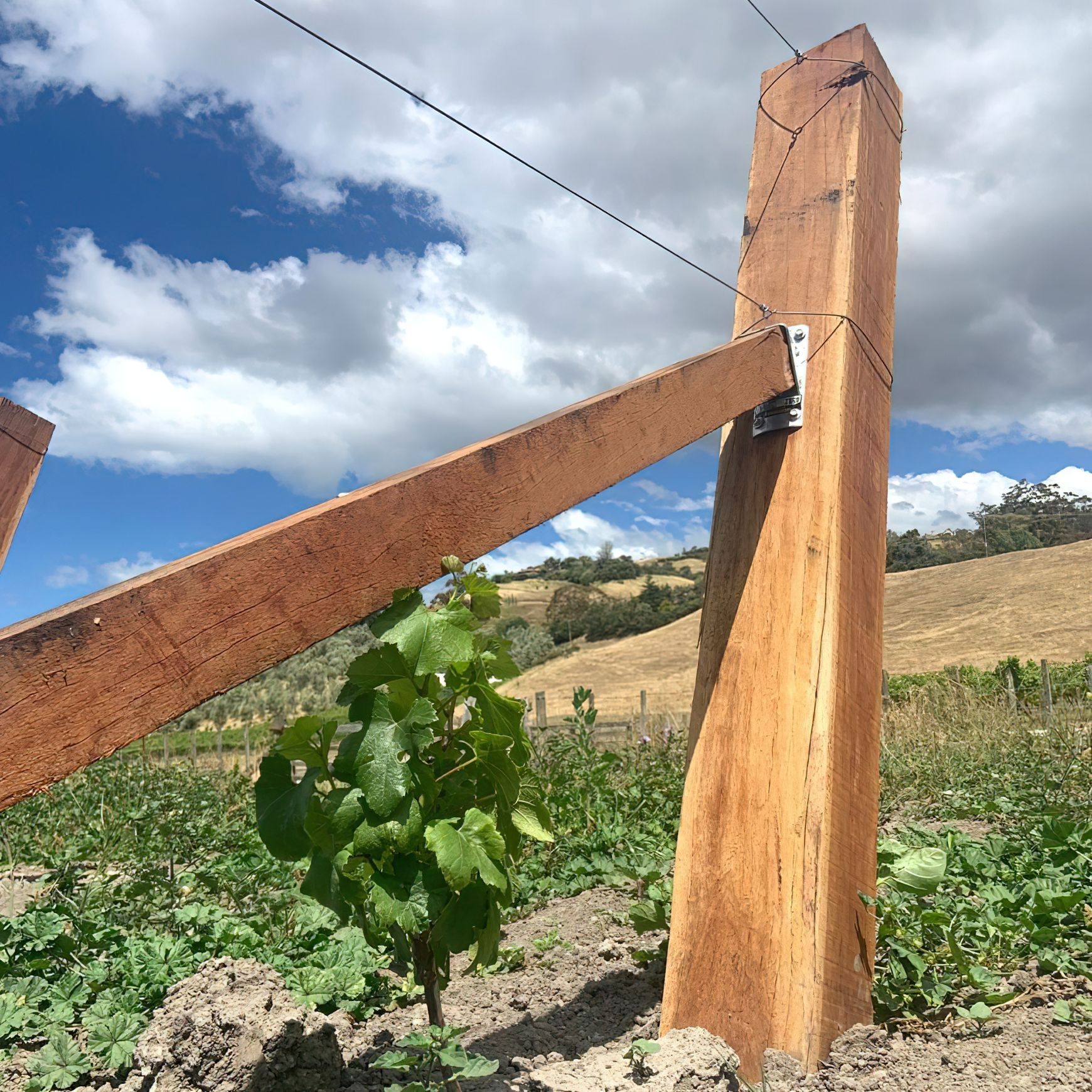 Vineyard Hardwood