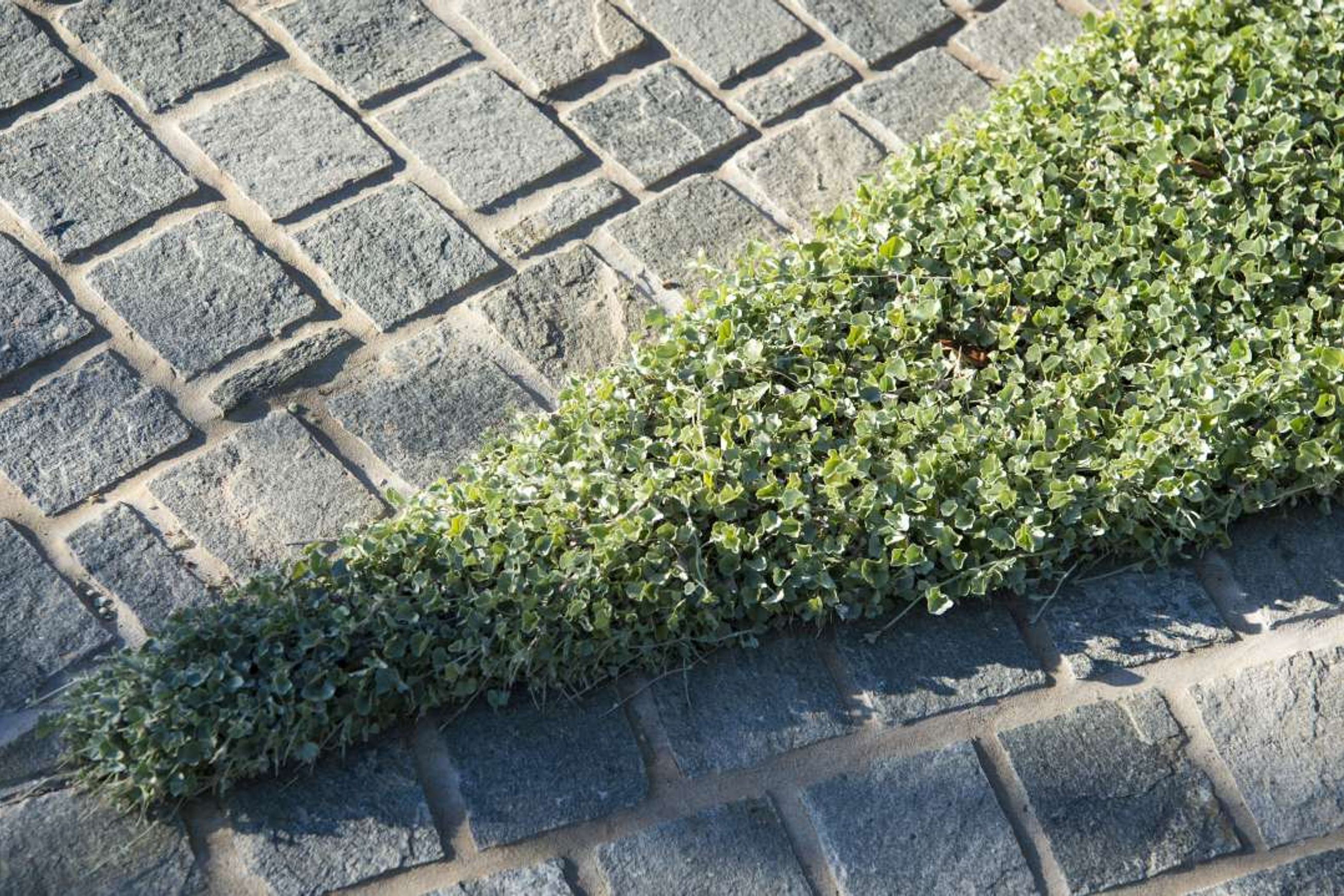 Loden Quartzite Cobblestones