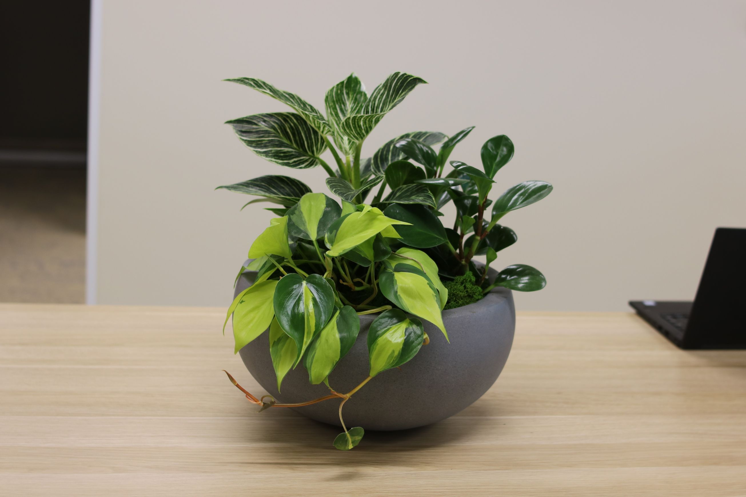 Garden Bowls | Hire Plants