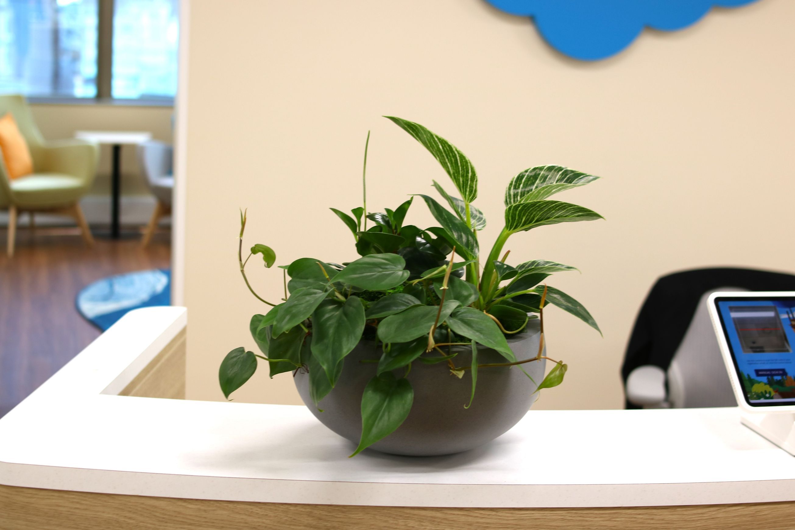 Garden Bowls | Hire Plants