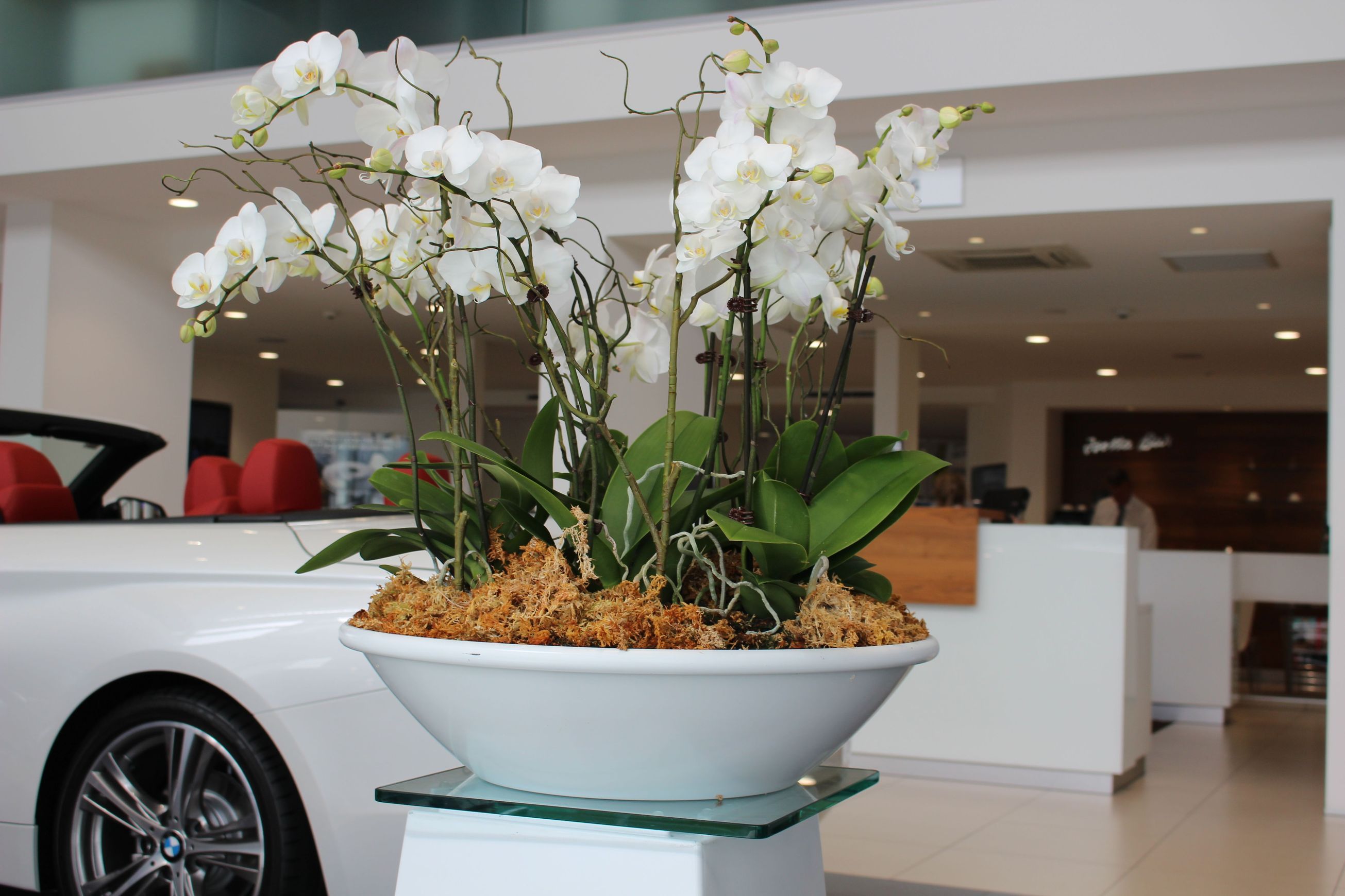Garden Bowls | Hire Plants