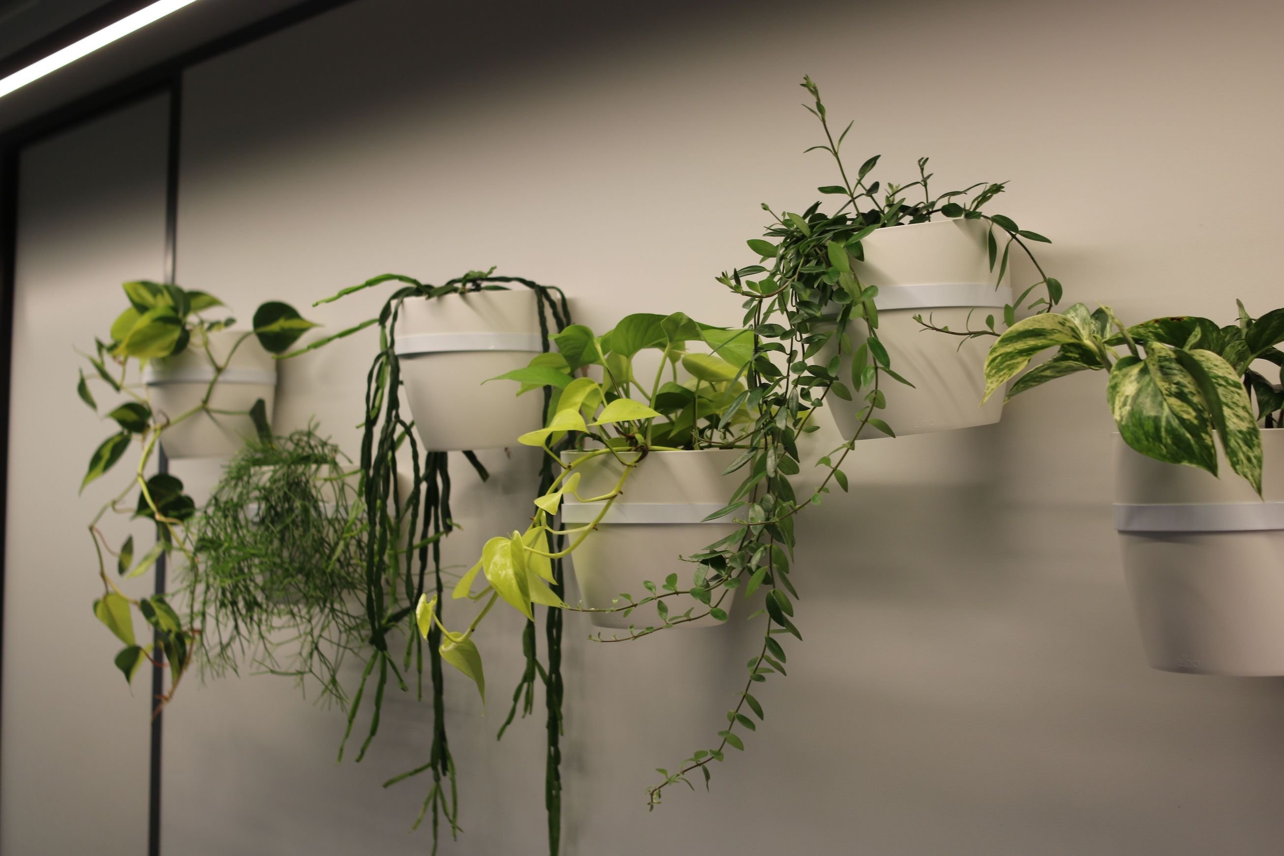 Plant Brackets | Hire Plants