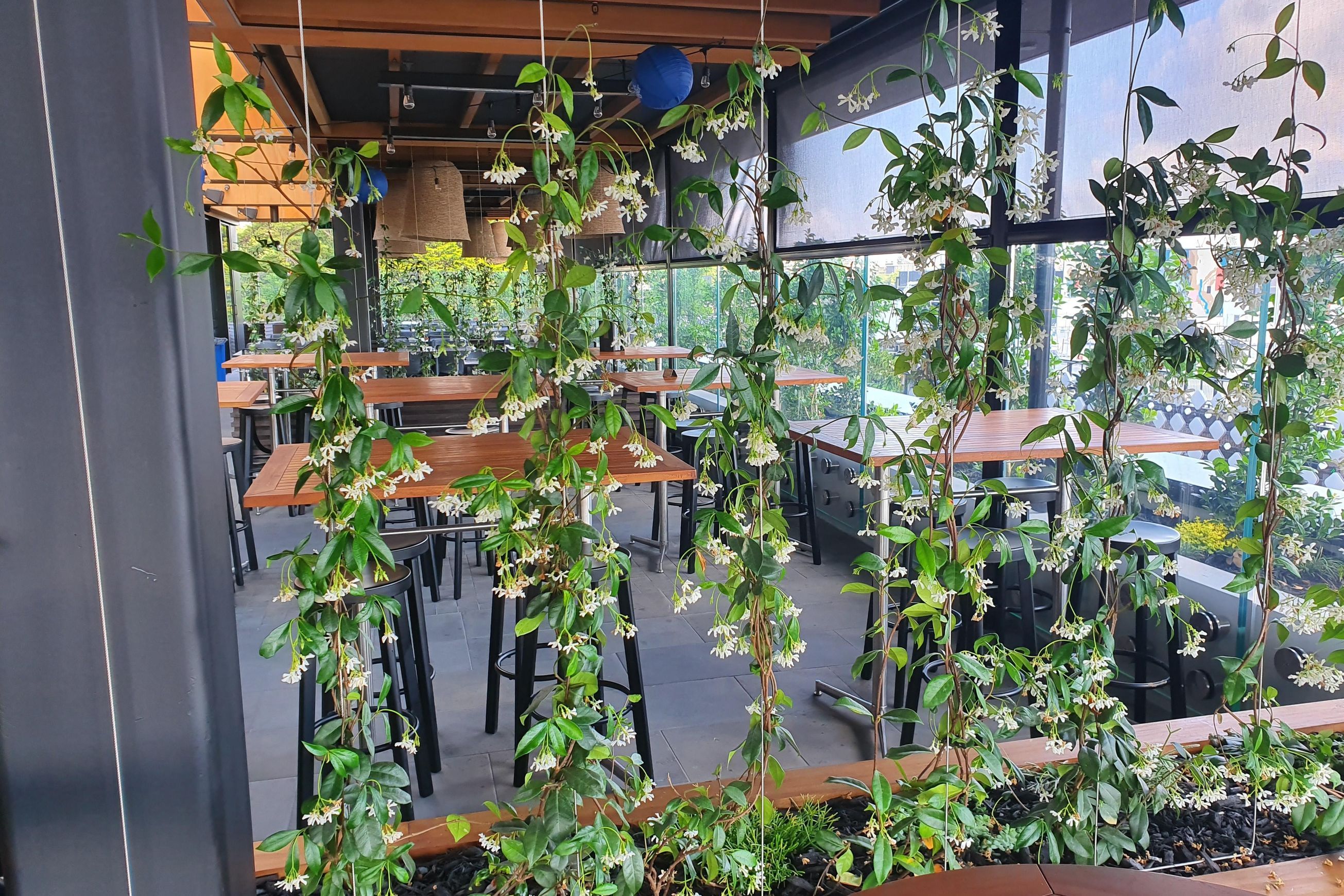 Plant Installations On Wires | Hire Plants