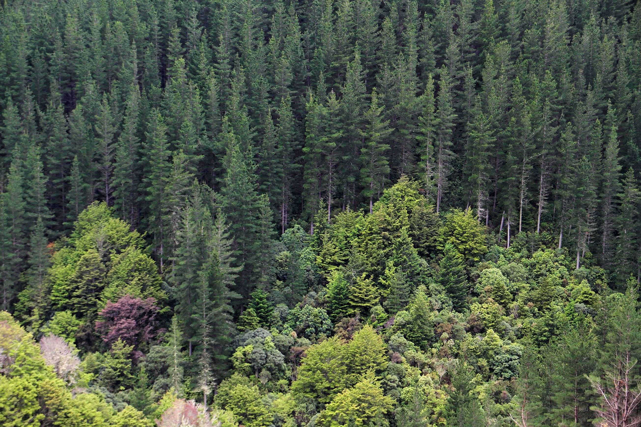 Forestry | Premium Wood Solutions