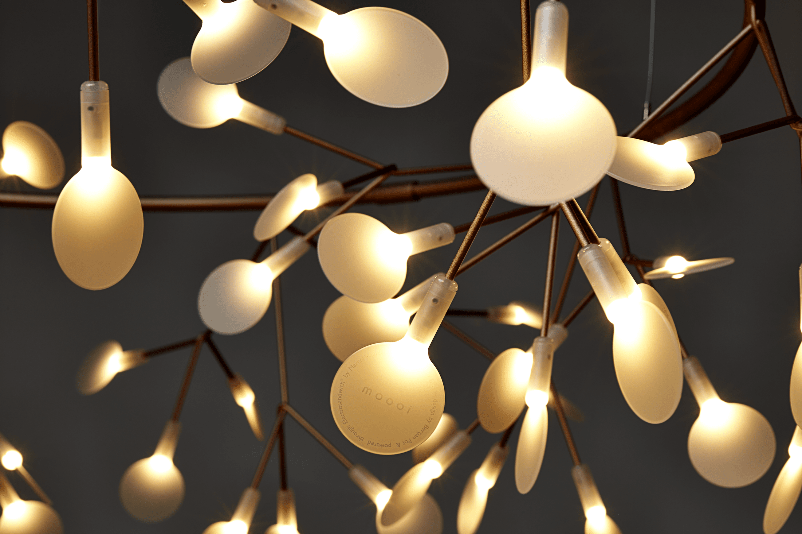 Heracleum Small Big O