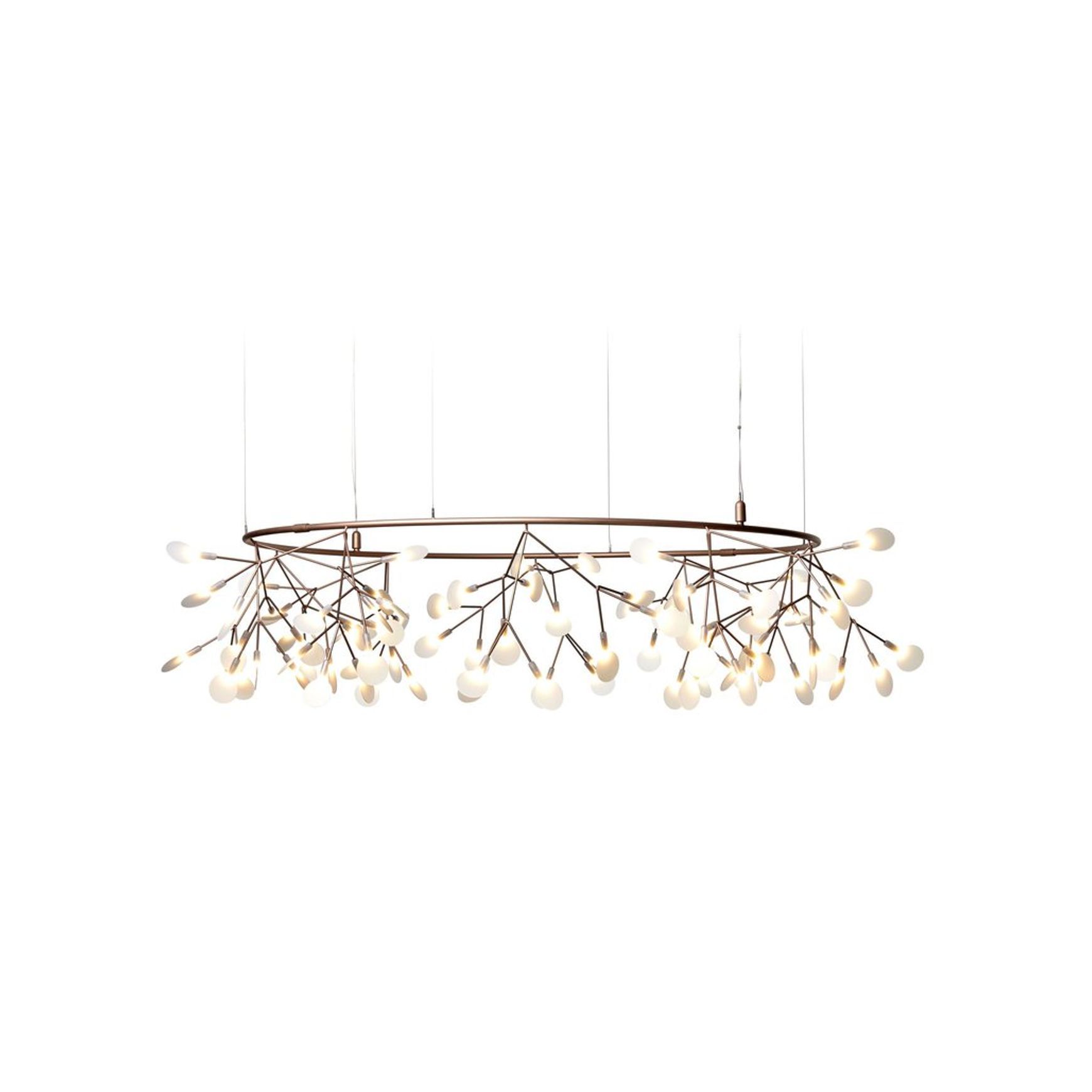 Heracleum Small Big O
