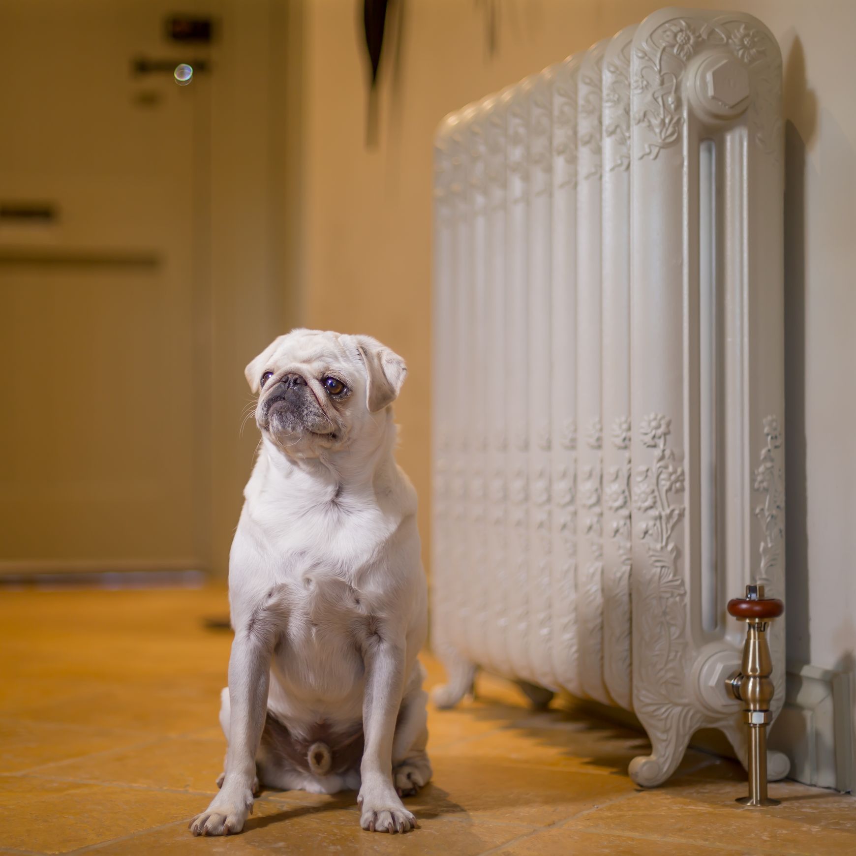 Montpellier Cast Iron Radiator Range by Paladin
