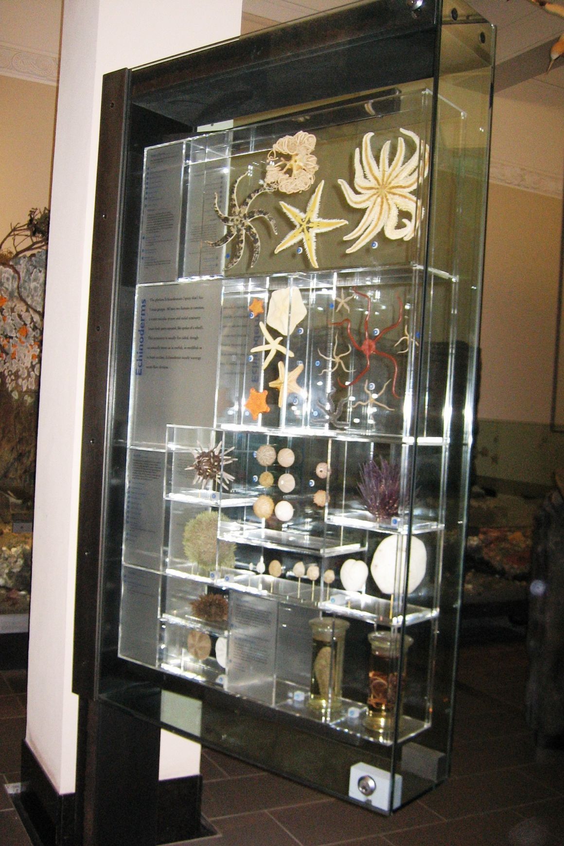 Glass Display Cases