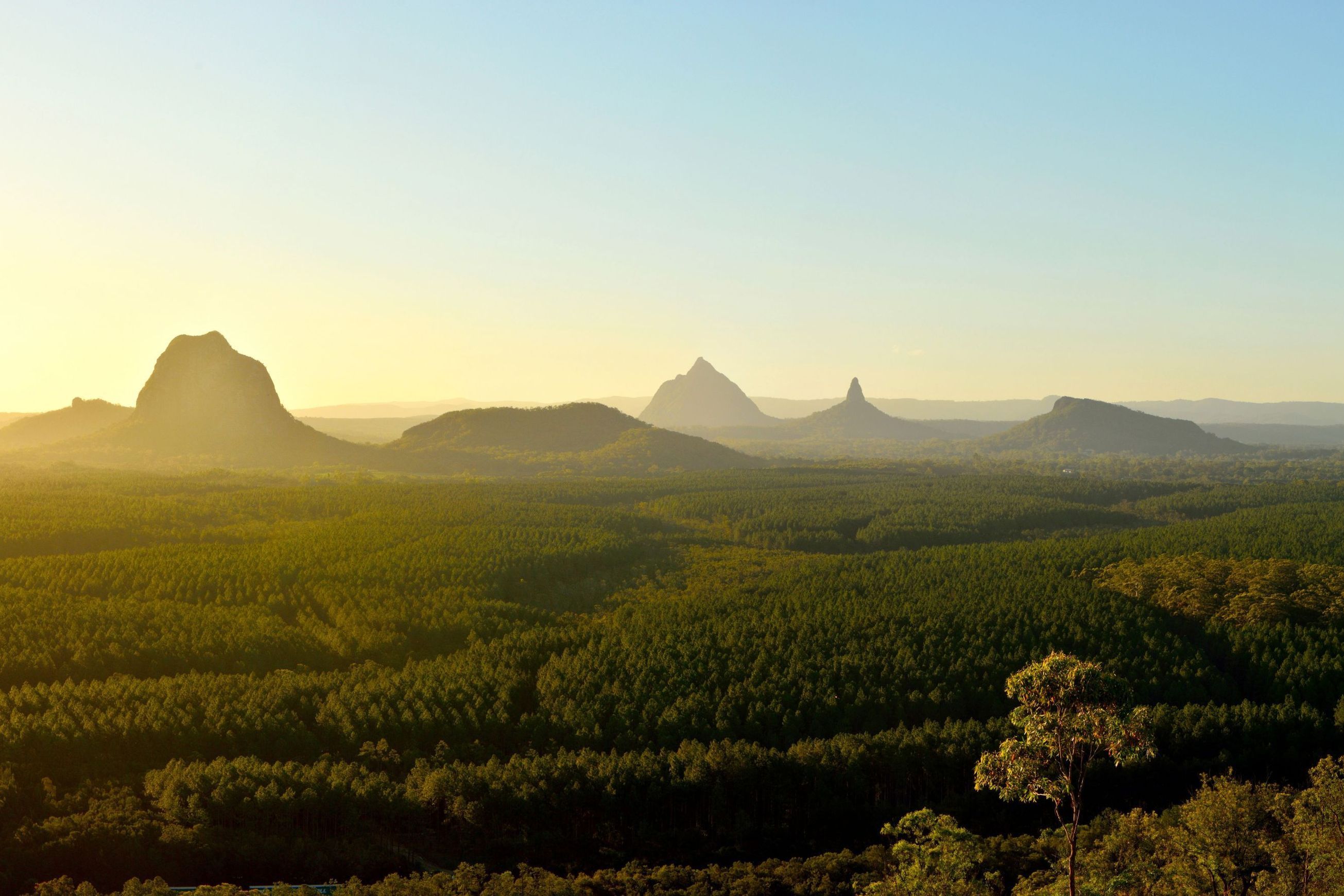 Australian Araucaria - Premium Timber Species