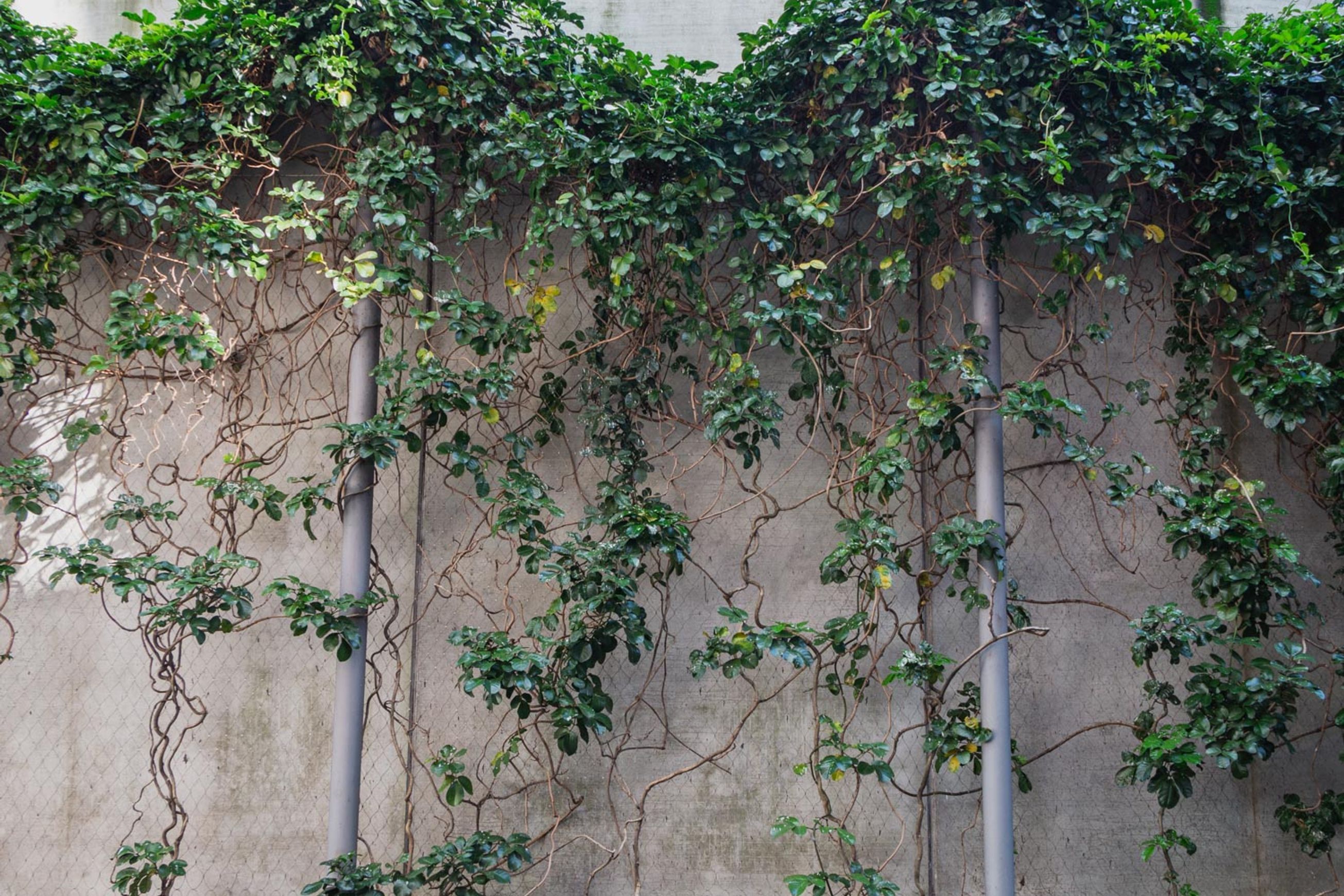 SRS Green Facades | Screens