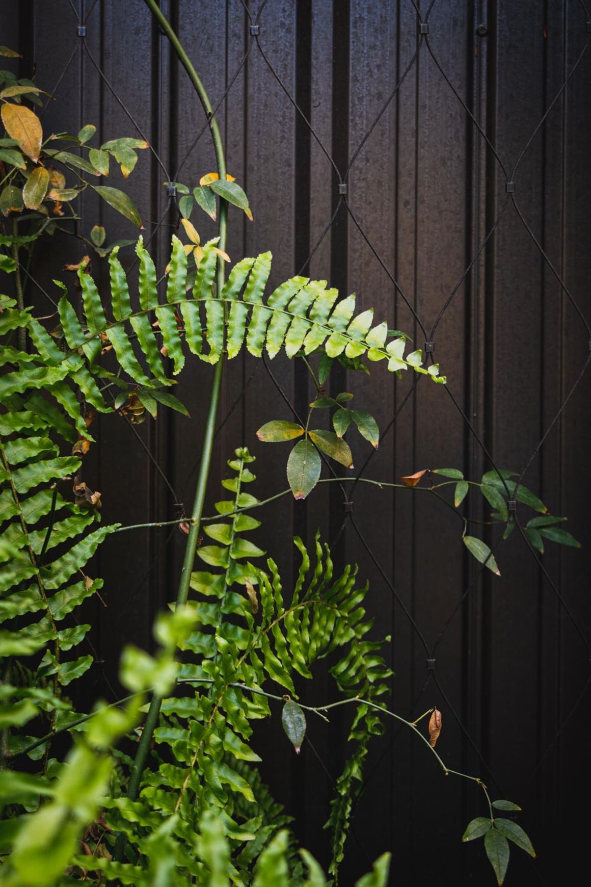 Green Wall Support Systems
