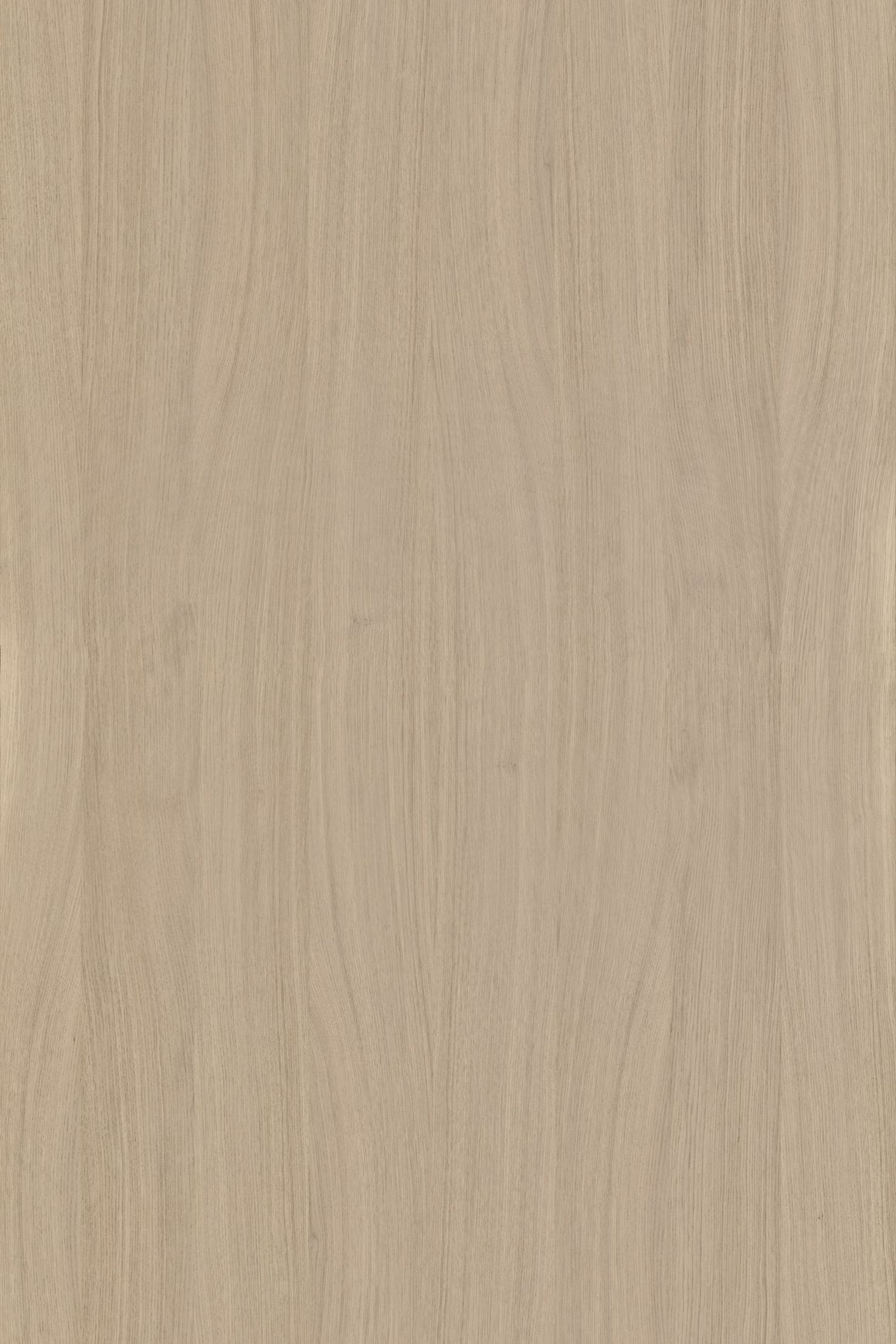 Alor Cove Oak 1F1B 3050mm Veneer Panel