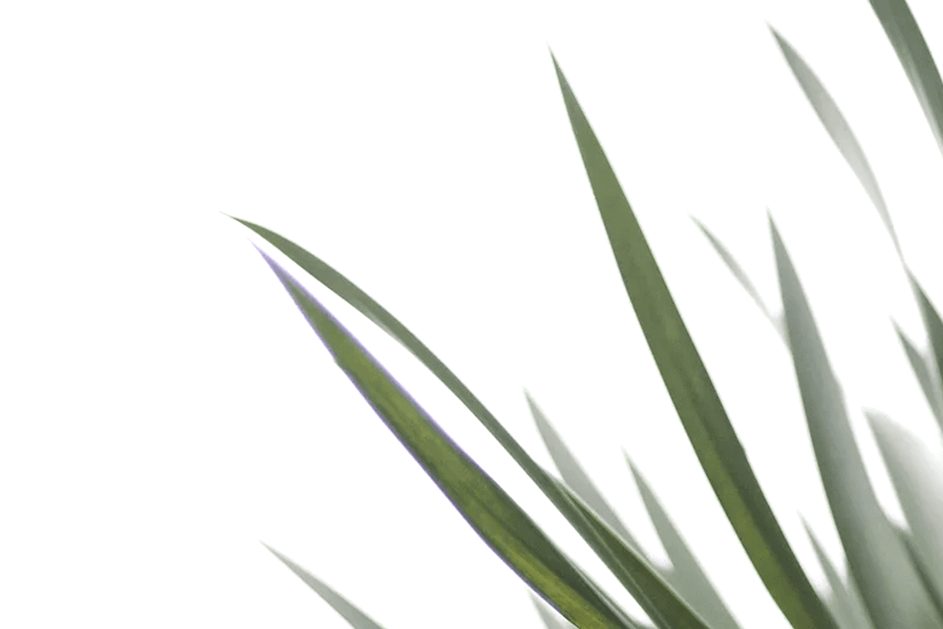 Hero Banner for Bare Roots Design Studio