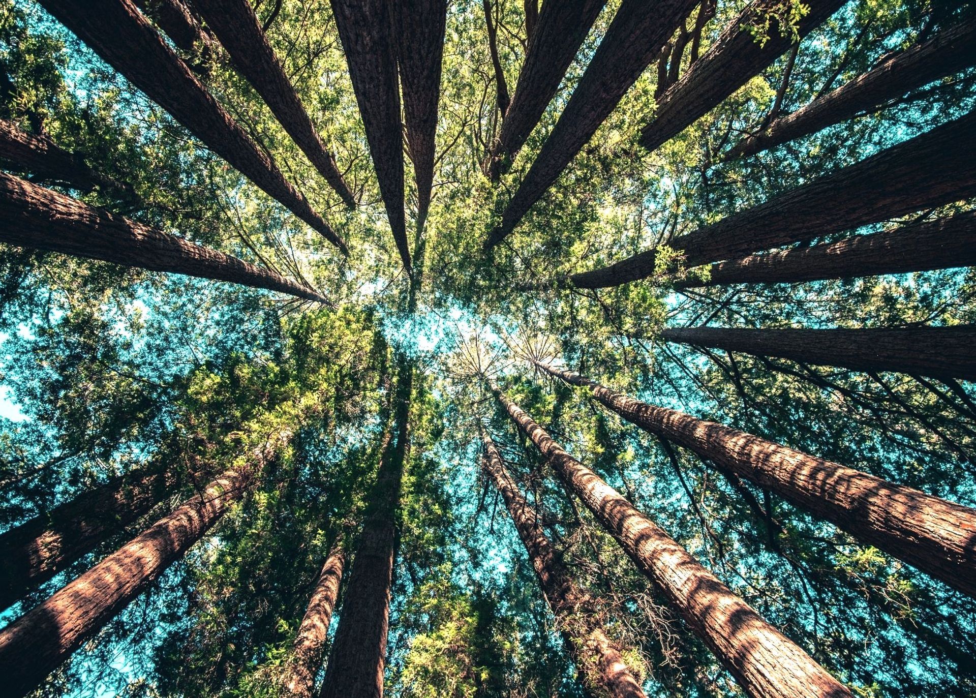 Green Wave Projects