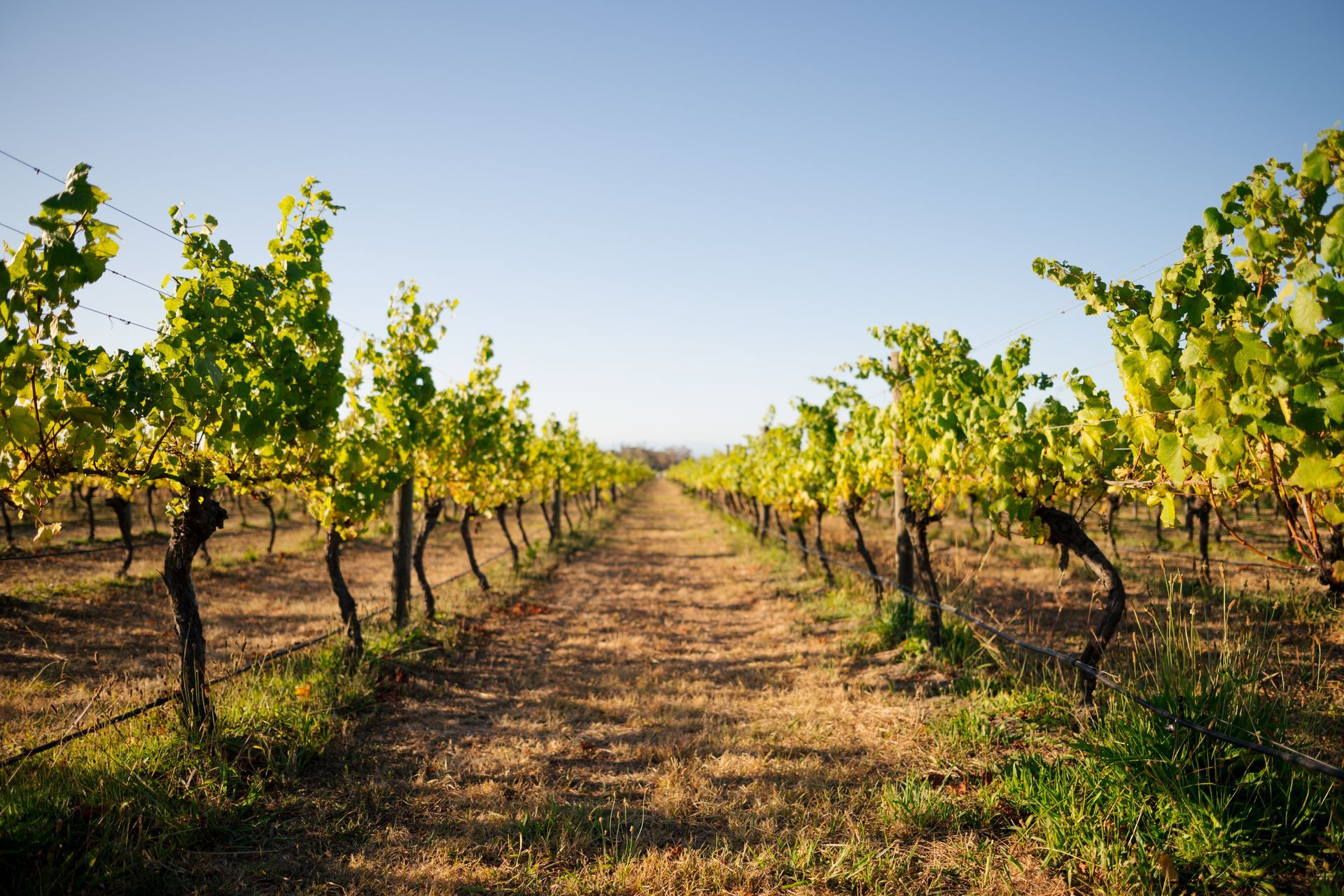 In The Vines