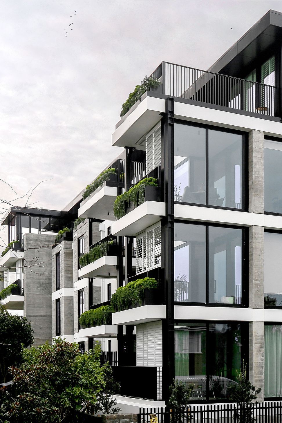 Elm Remuera