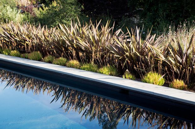 Close-up view of a narrow swimming pool with clear blue water, bordered by a light-coloured paved coping and dark pool edge. Dense architectural planting, including spiky flax-like plants and ornamental grasses, lines the far side and is reflected in the still water. The image focuses on the pool edge and landscaped surroundings.