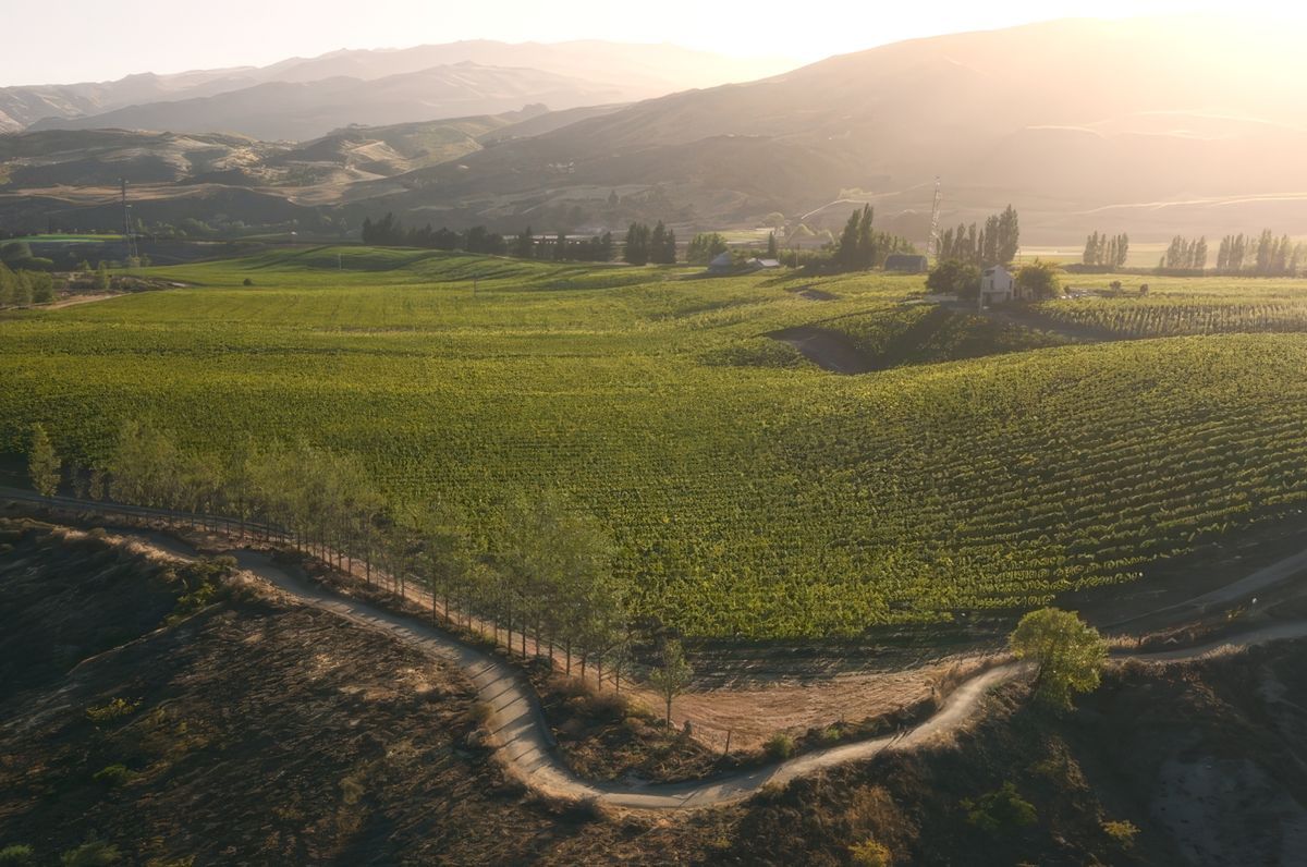 Carrick Winery