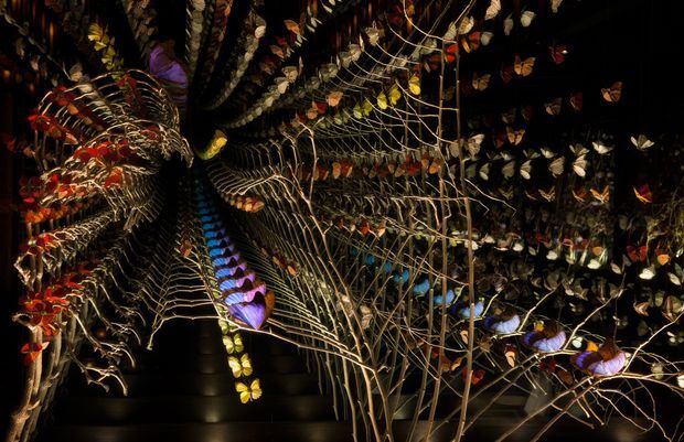 A dark, immersive interior installation featuring a black stairway or passage enveloped by dense, sculptural branching forms and numerous illuminated butterfly-like decorations in red, orange, purple, blue, white, and gold. The composition creates a dramatic tunnel effect with intricate organic patterns and theatrical lighting.